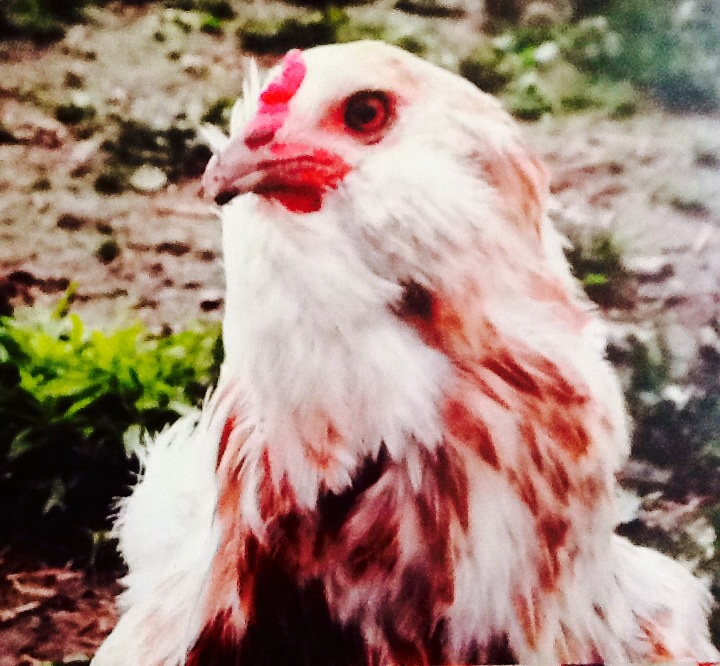 Fluff (Easter Egger hen)
