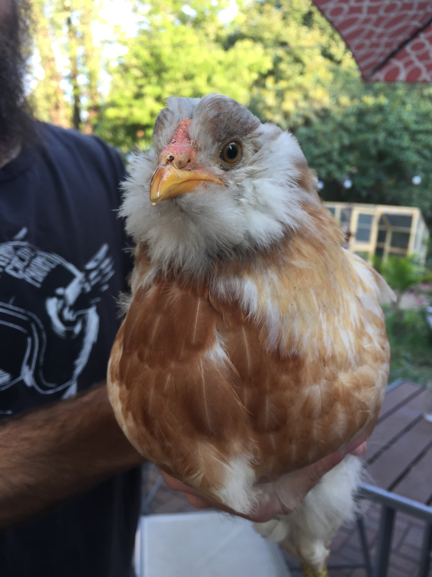Fluff Face Chicken!