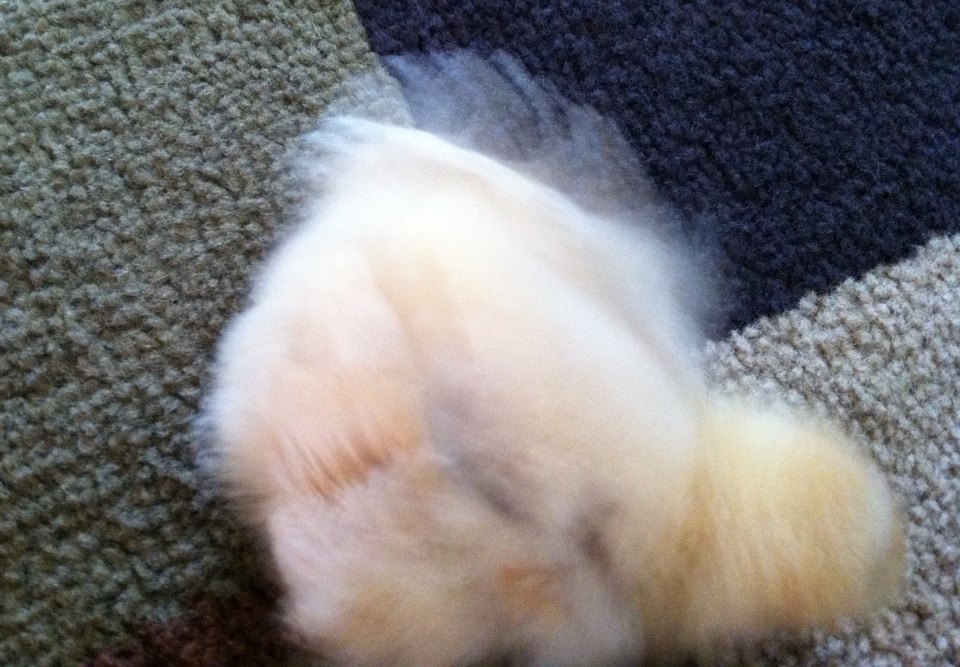 Fluff fluff fluff! Practicing dust bathing on the rug.