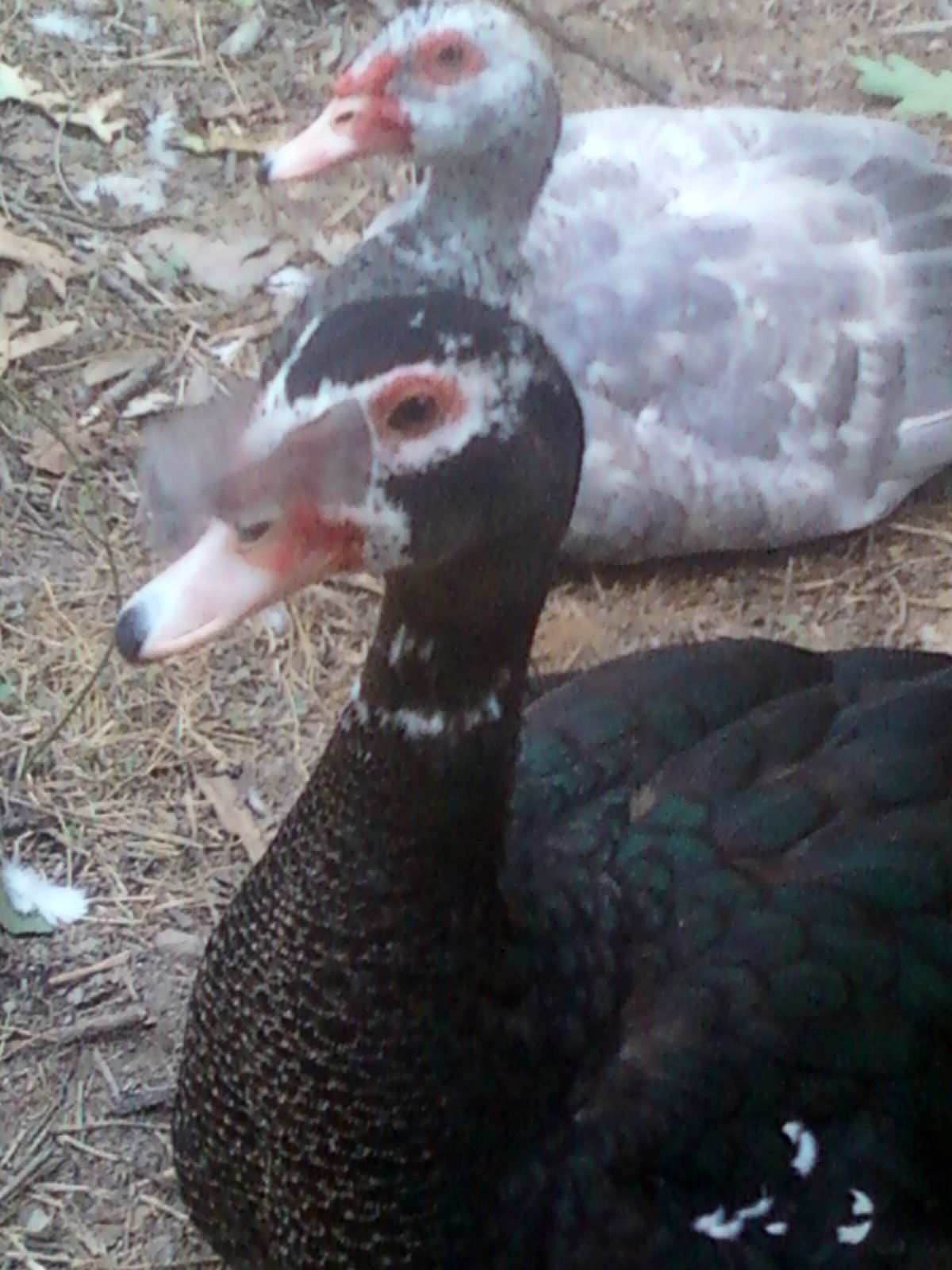 Fluff on the beak!