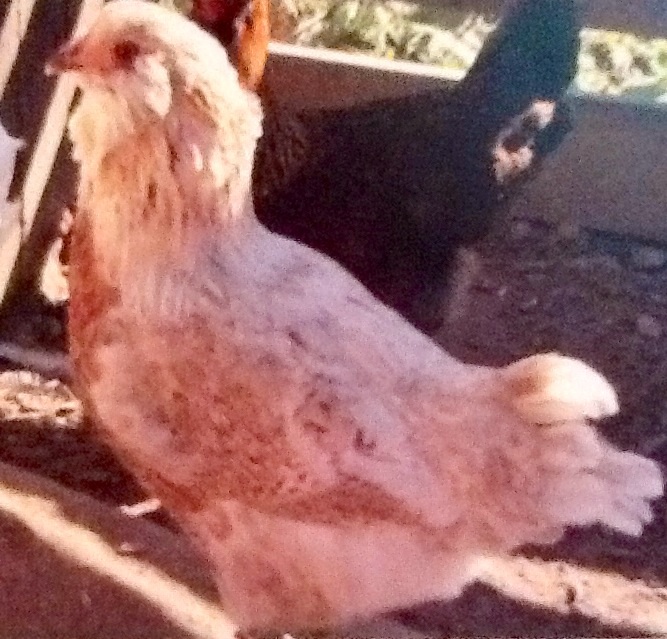 Fluff the Easter Egger