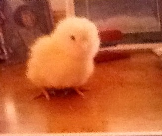 Fluff the Easter Egger