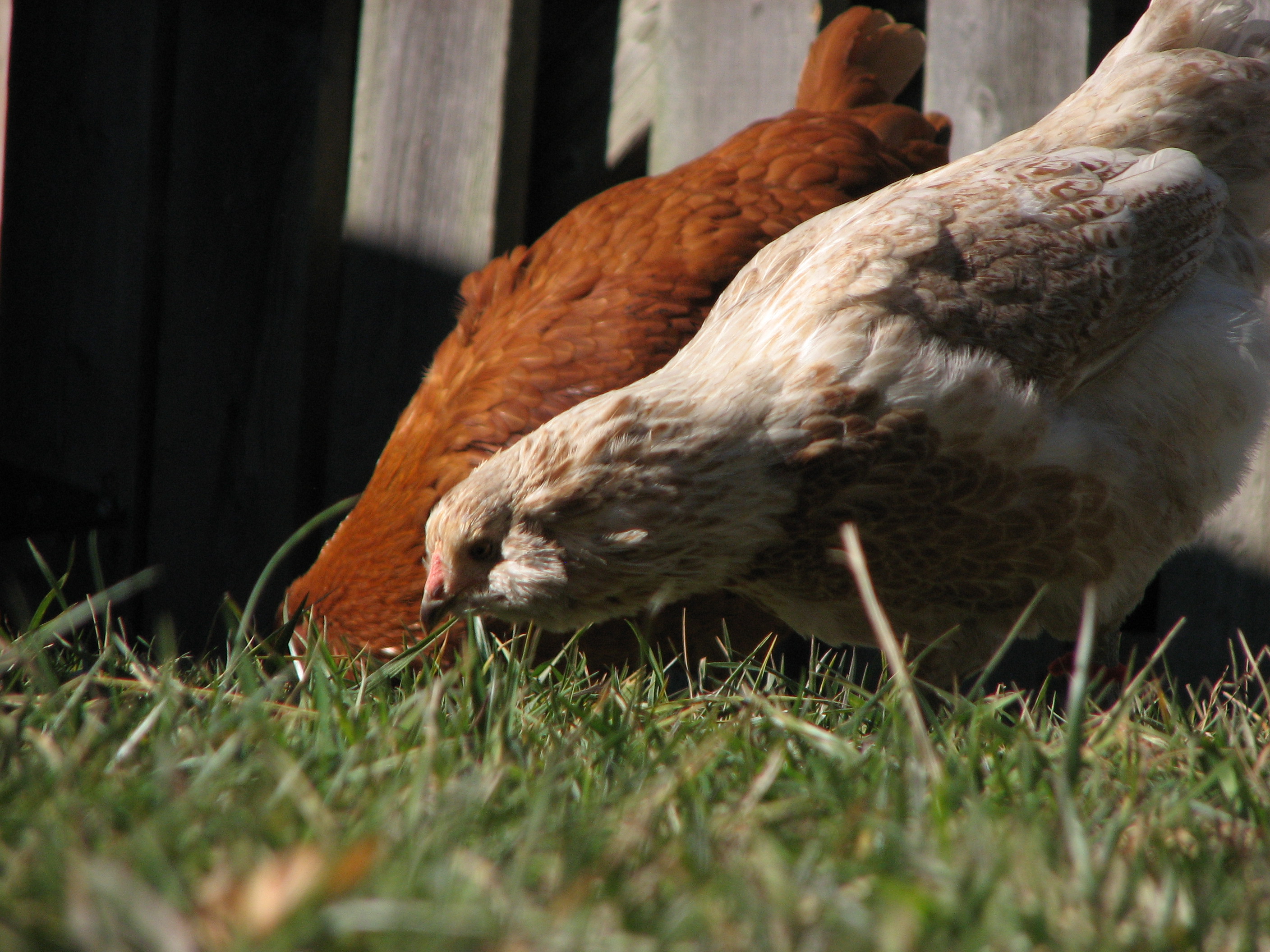 Fluff the EE and New Hampshire Red hen