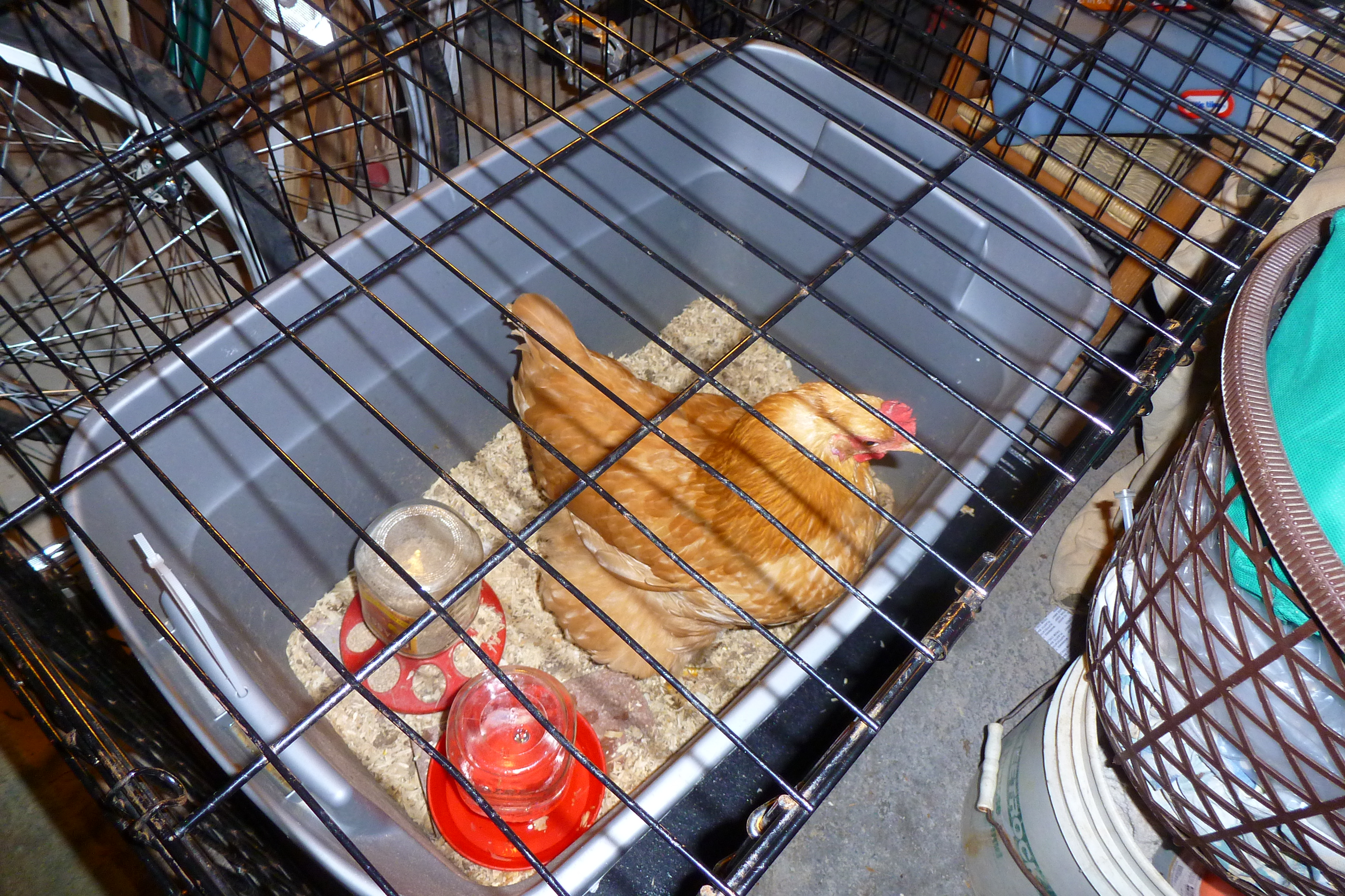Fluffball spent 2 weeks in quarantine after she was attacked by the others ... they pecked a huge chunk out of the back of her head. Peroxide & Tea Tree Oil got her healed up nicely. This tough chook never missed a day laying :)
