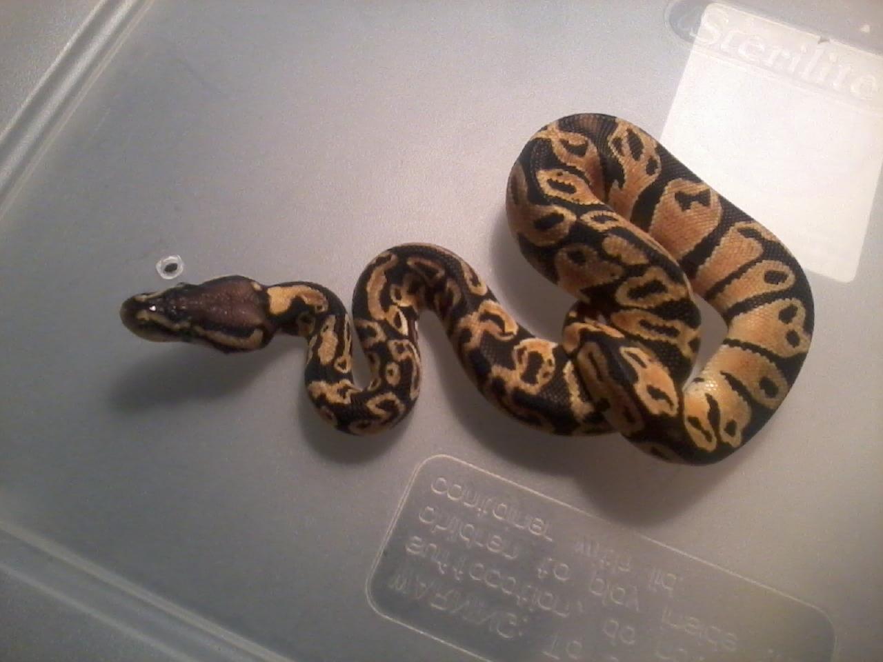 Fluffy - ball python