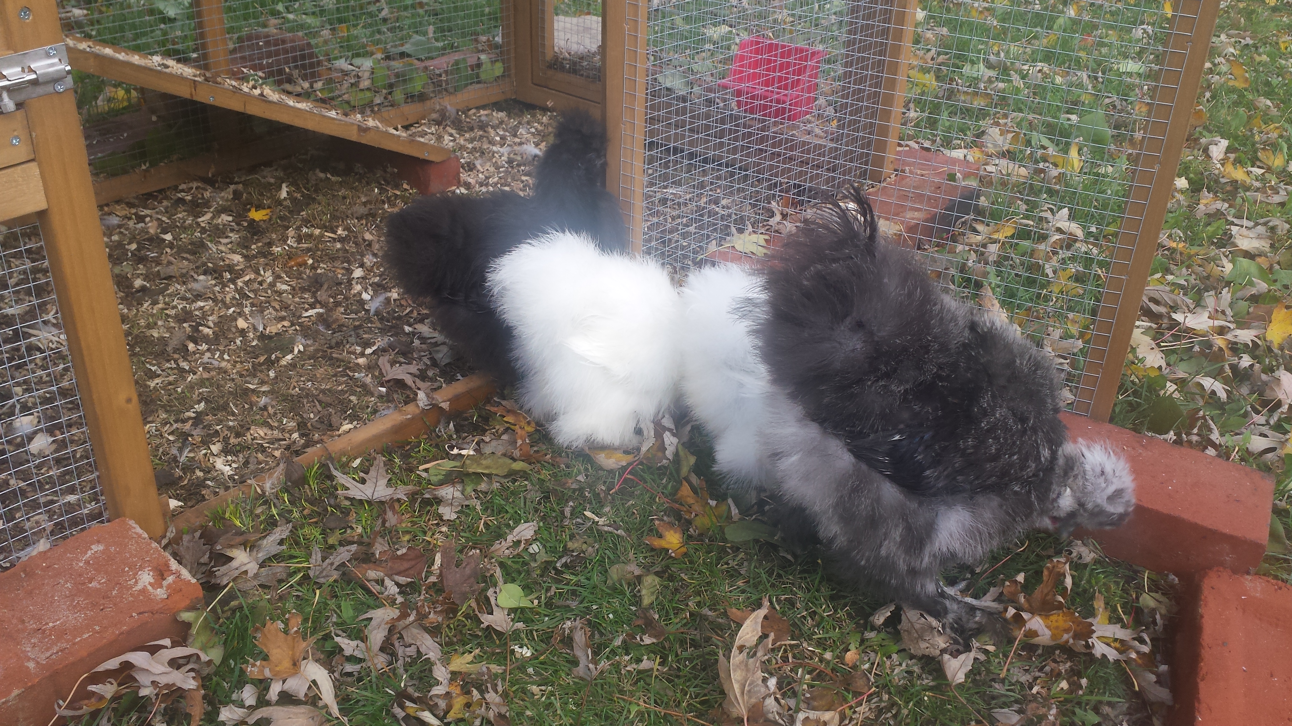 Fluffy Bums!