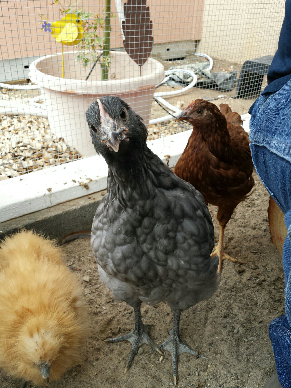 Fluffy Butt (Blue Orpington) is curious of the camera. The Blue is the largest chicken of the flock. All are the same age but the Blue looks bigger and is taller even than any other chick even bigger than the Buff orpington... same age....We have not noticed a pecking order yet... the RIR's are always up front but so are many others... The silkie is the bottom of the list... but she calls them all to bed every night. It is so cute to watch her try to crawl under the others at night... but that is the only thing I can say about the peking order