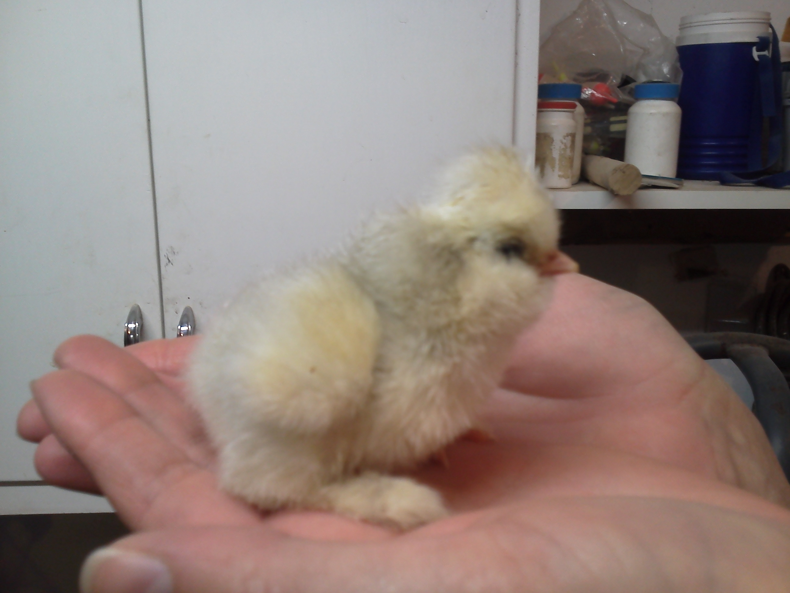 fluffy butt!!