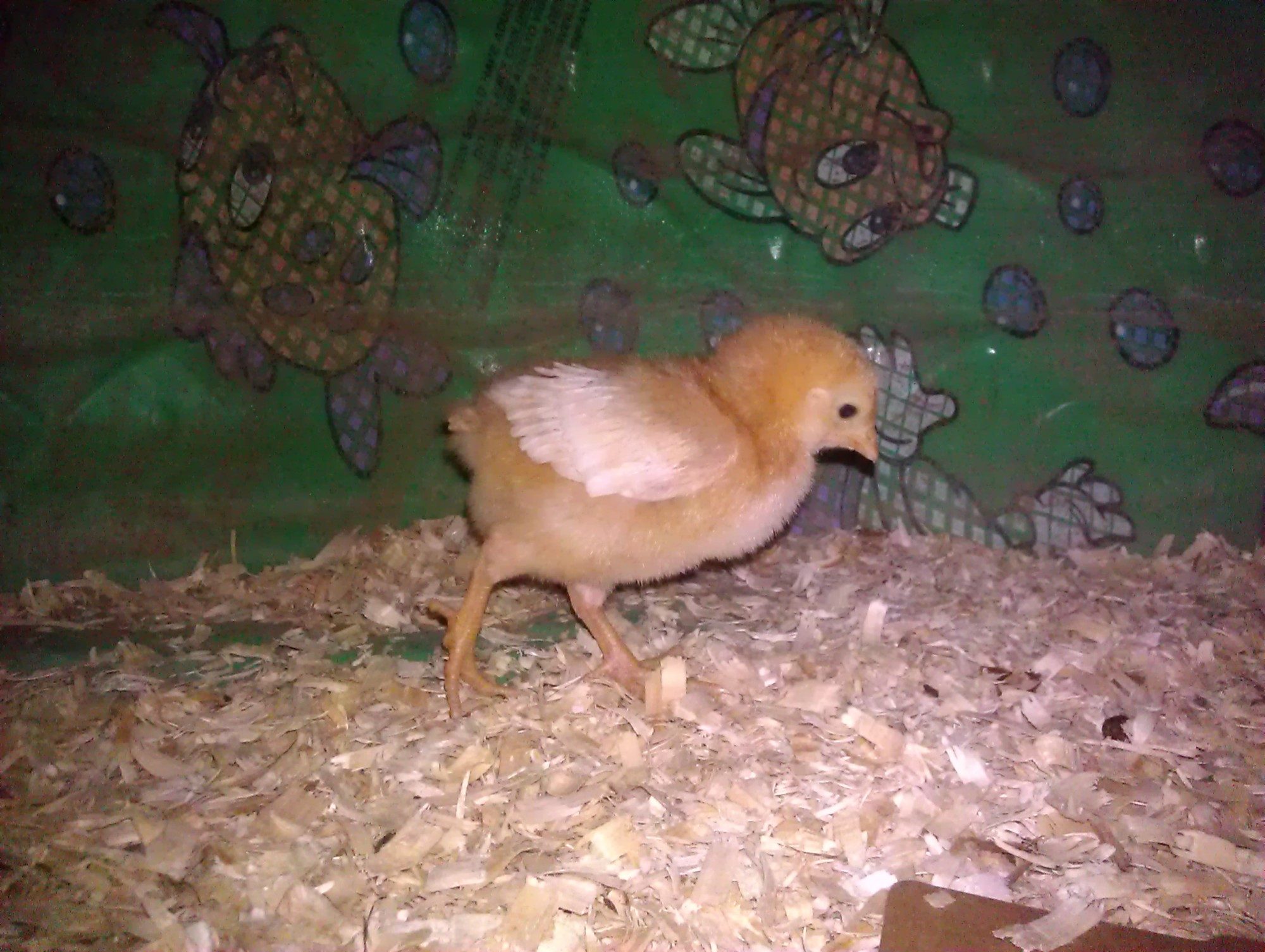 Fluffy Butt....