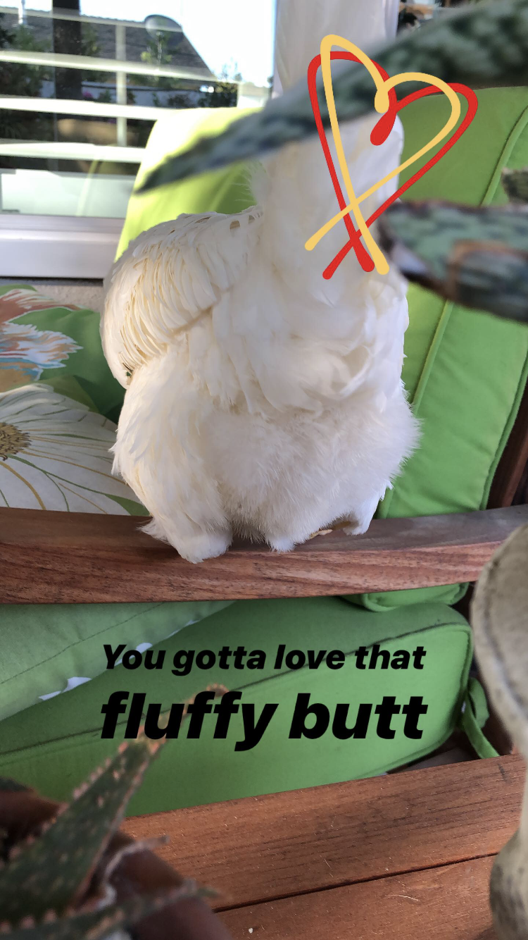 fluffy butt