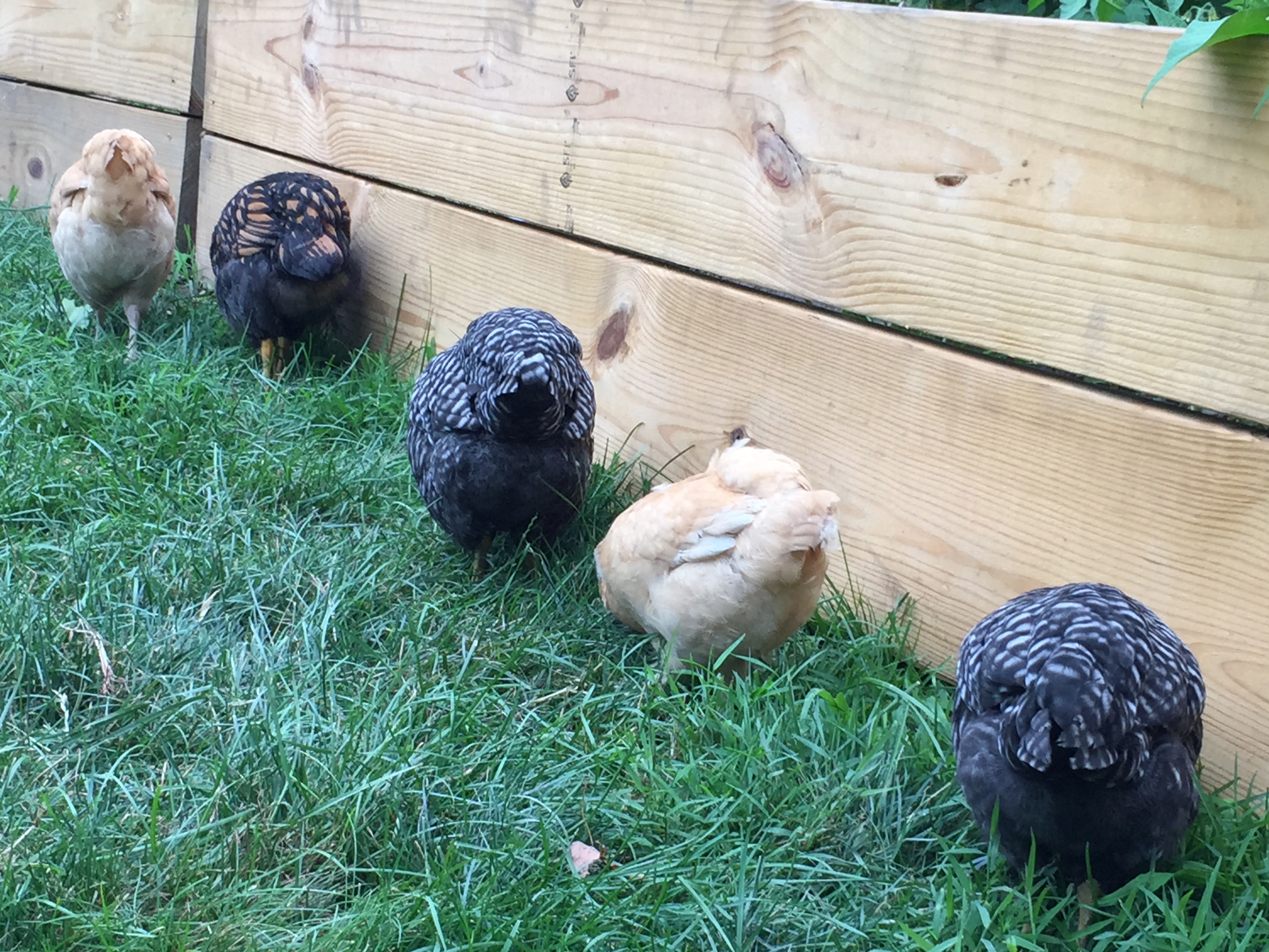 Fluffy butts along the garden fence.