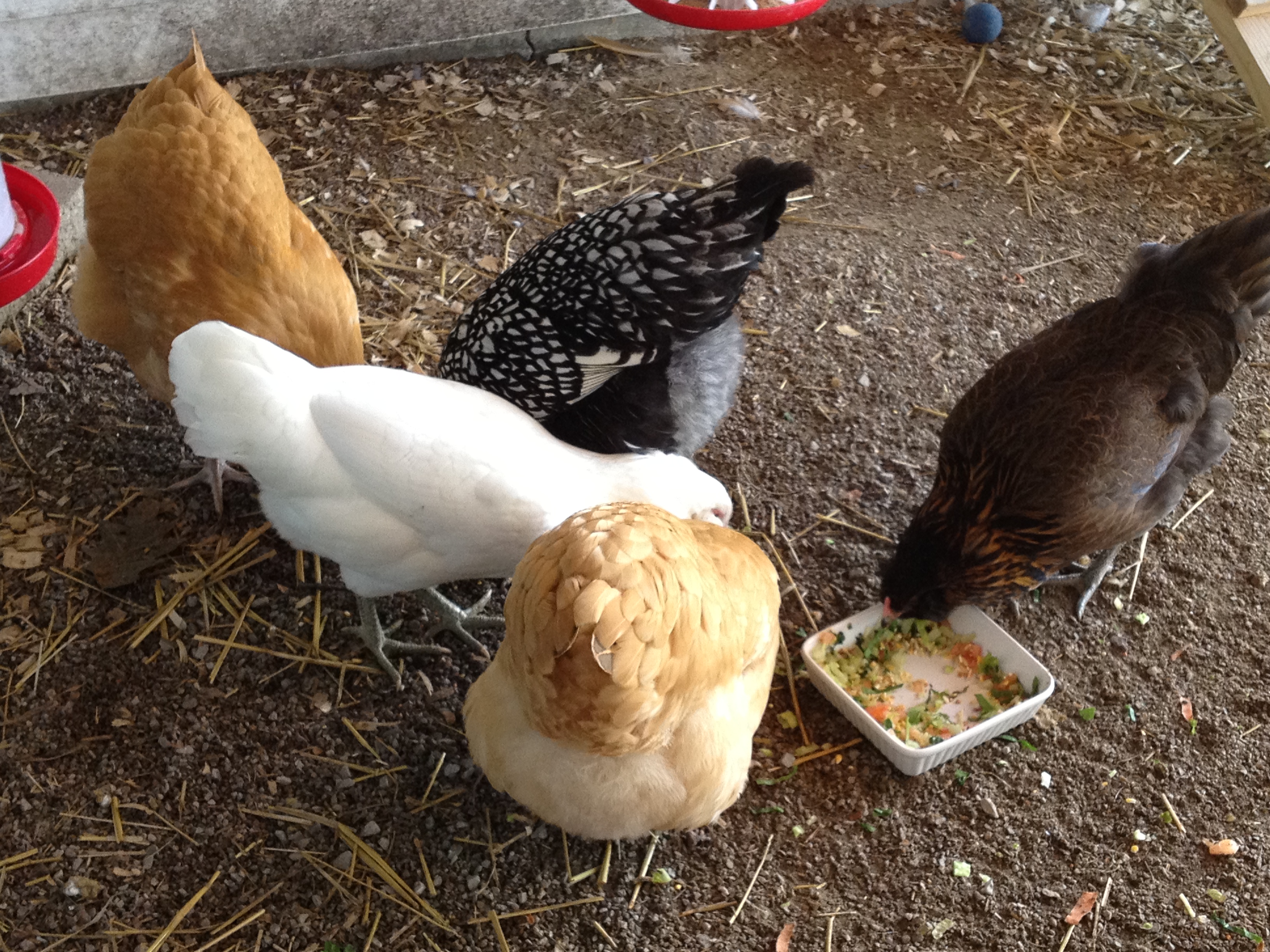 Fluffy Butts but no eggs!