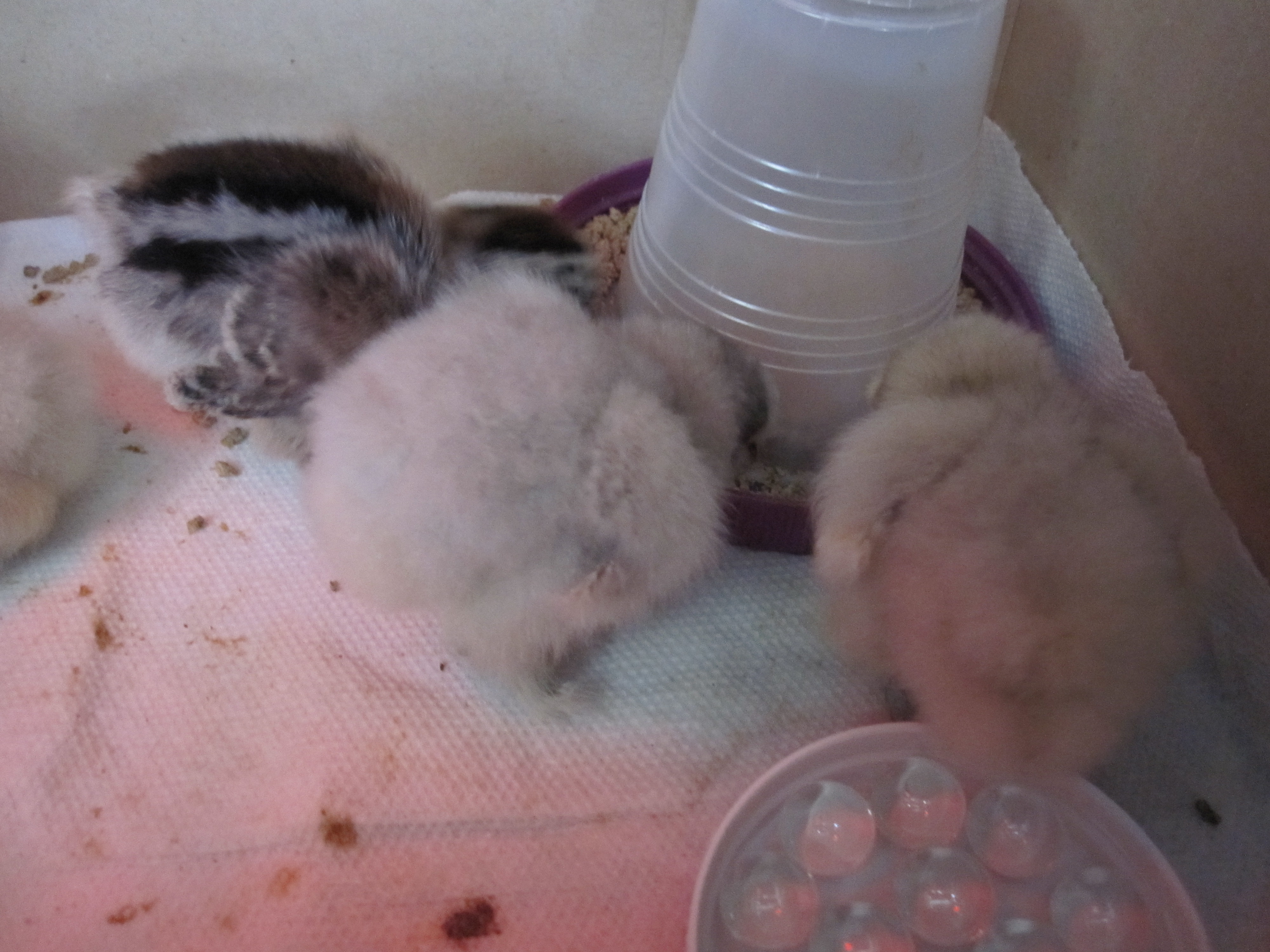 Fluffy butts eating....4 days old.