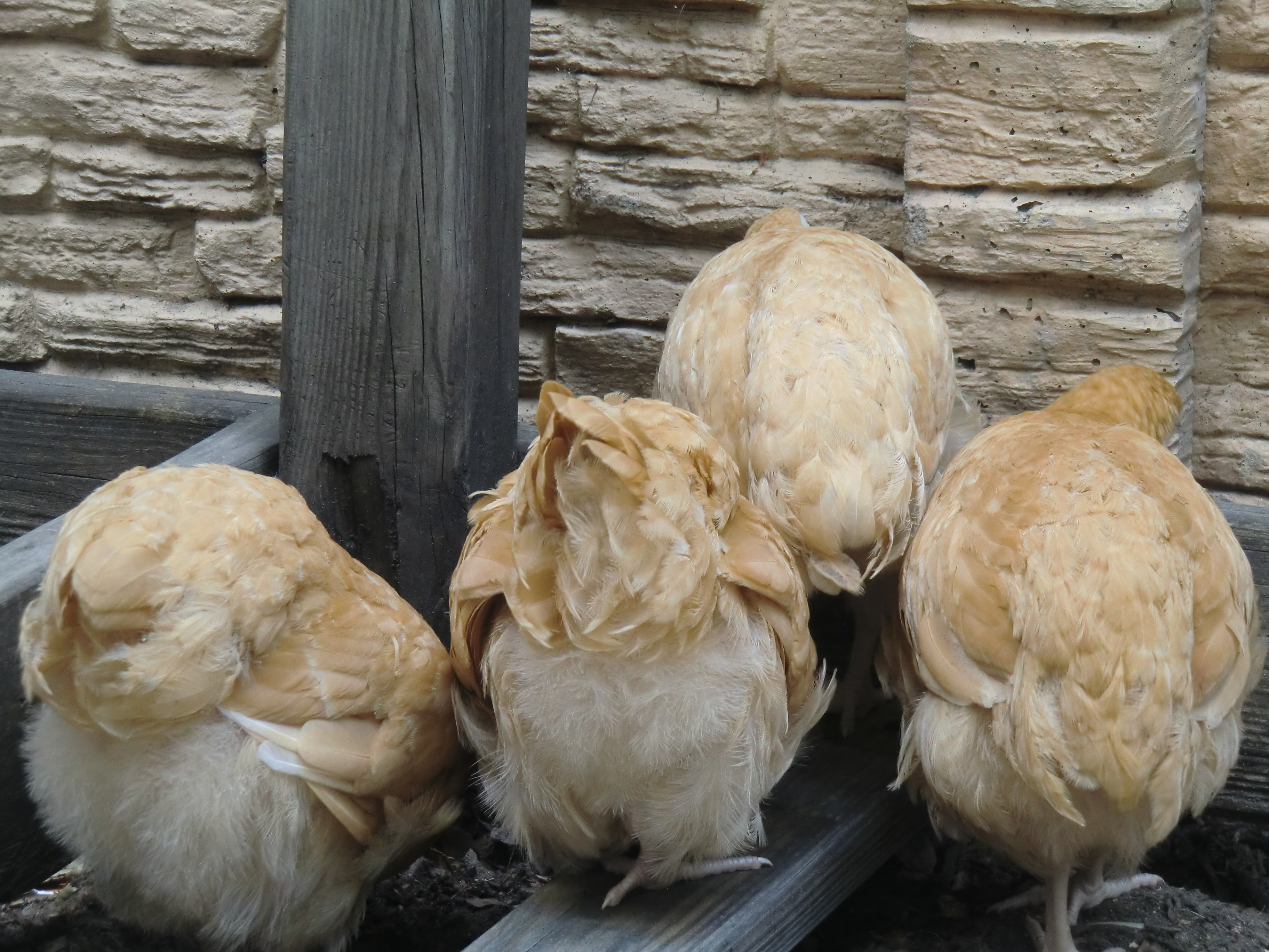 Fluffy butts