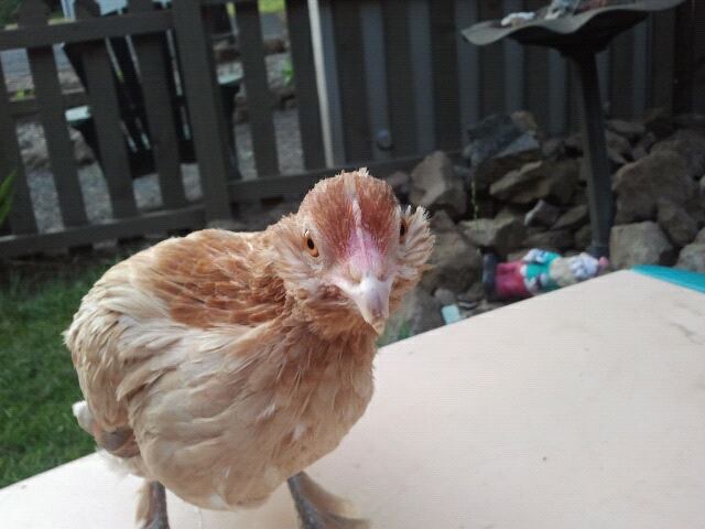 fluffy cheeky butternut