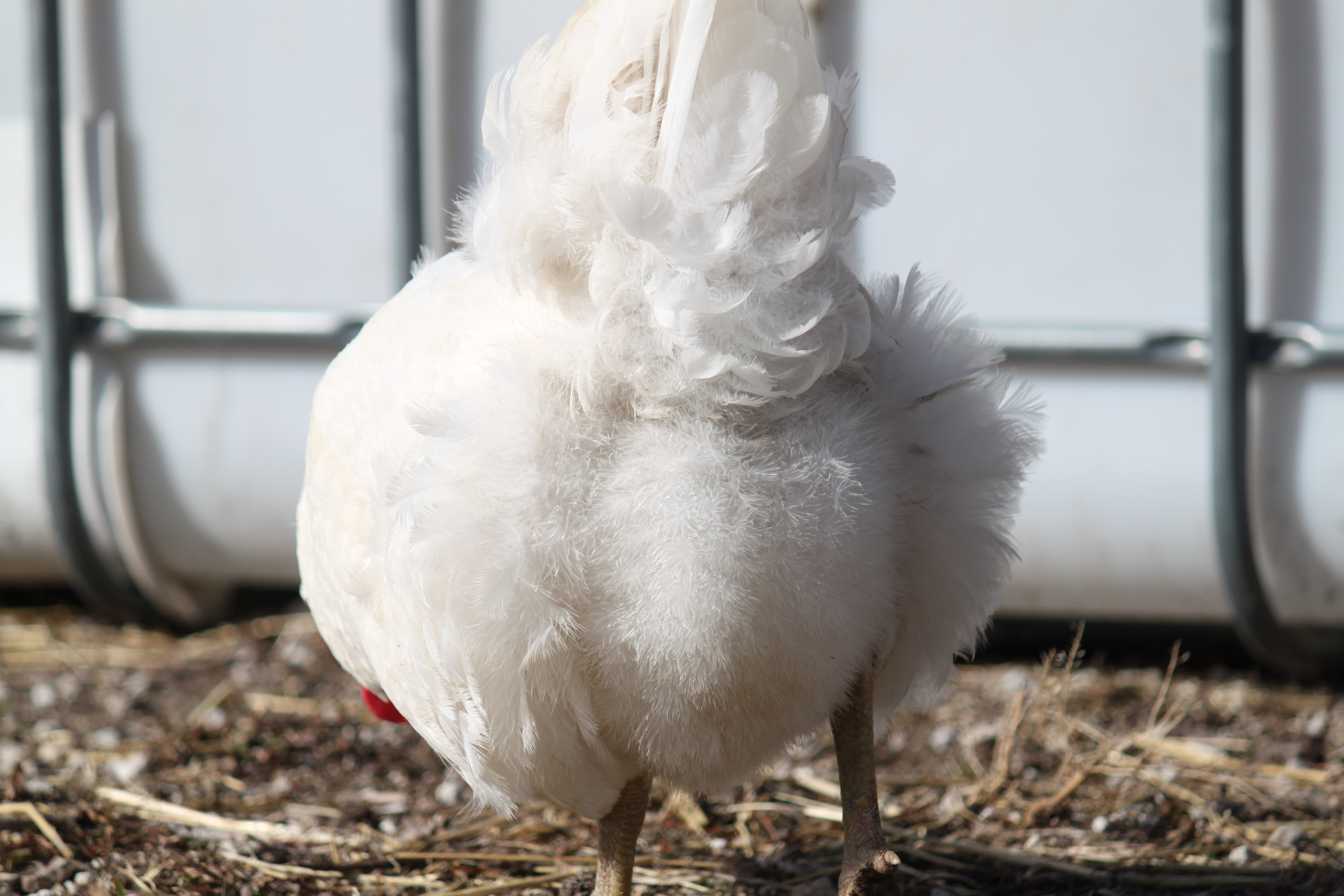 Fluffy chicken butt