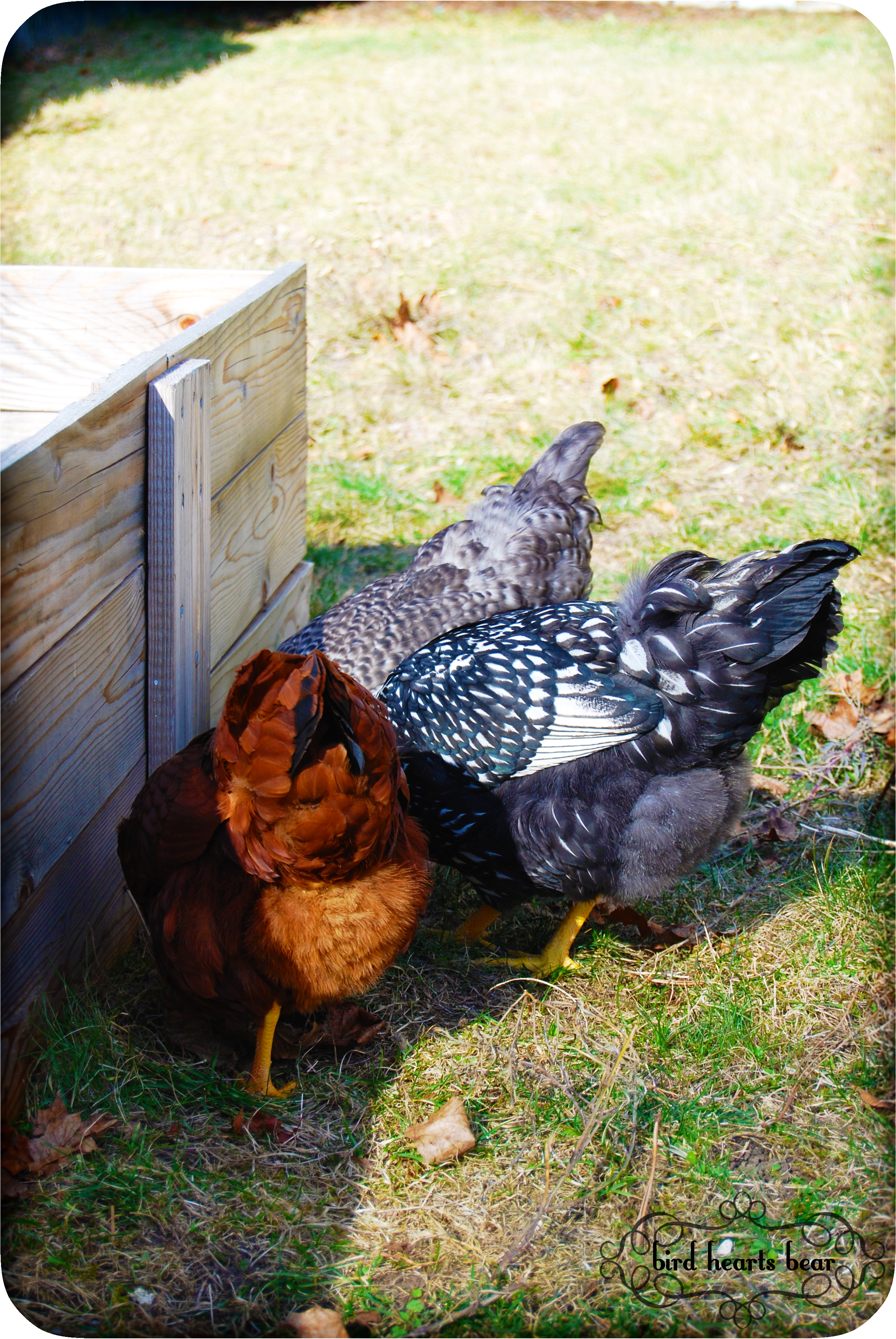 Fluffy chicken butts!