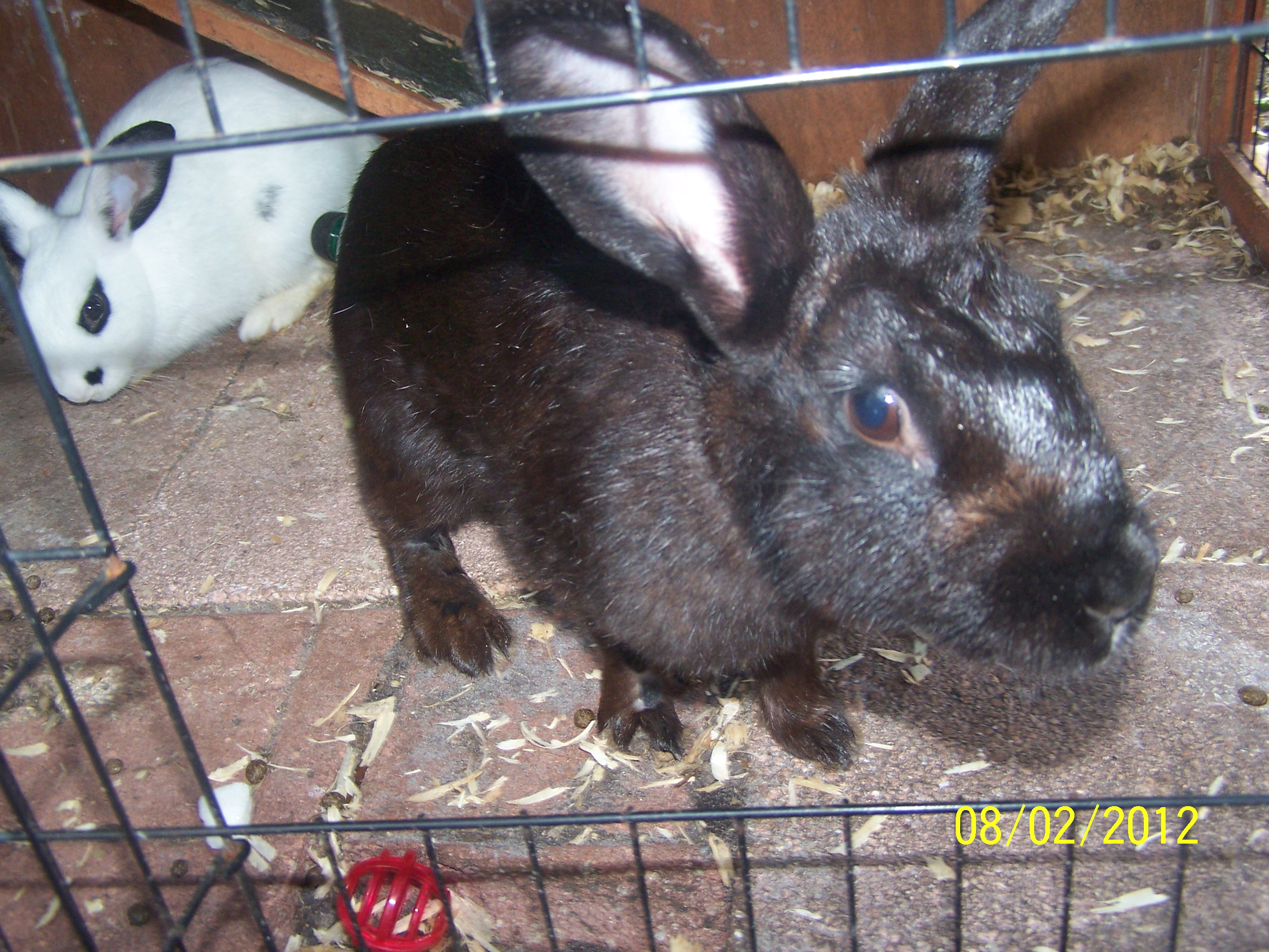 Fluffy daughter of i do not know who because she was my first rabbit i got at a pet store and mother of Patty CC and Peanut Butter very sweet rabbit