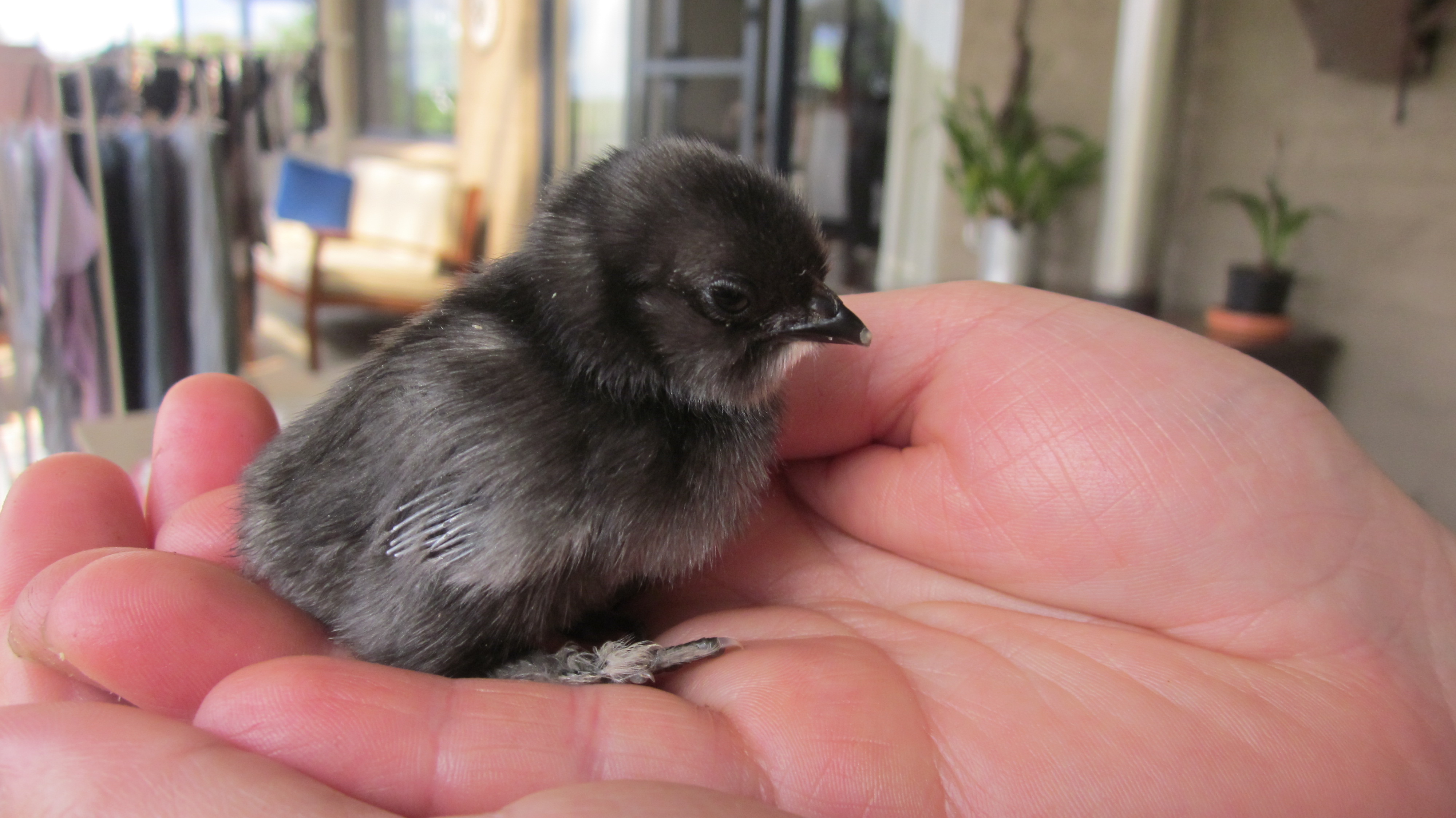 fluffy day old Belgian chick