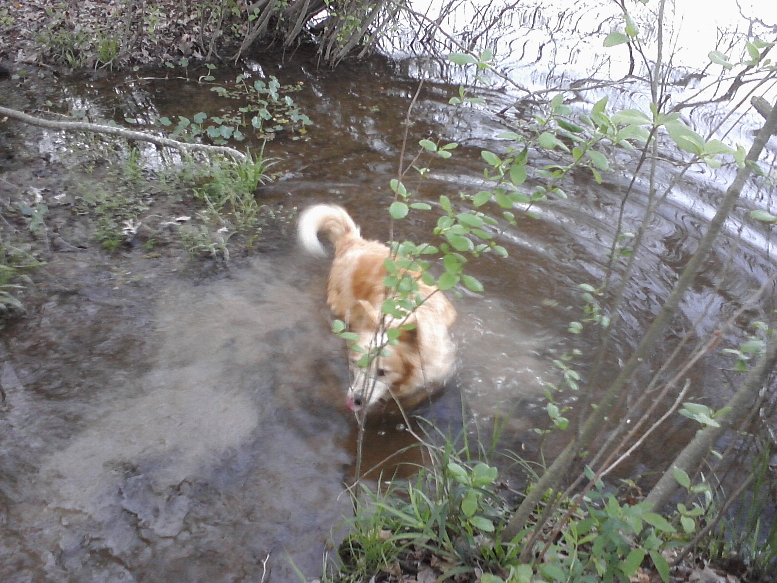 Fluffy exploring with me.