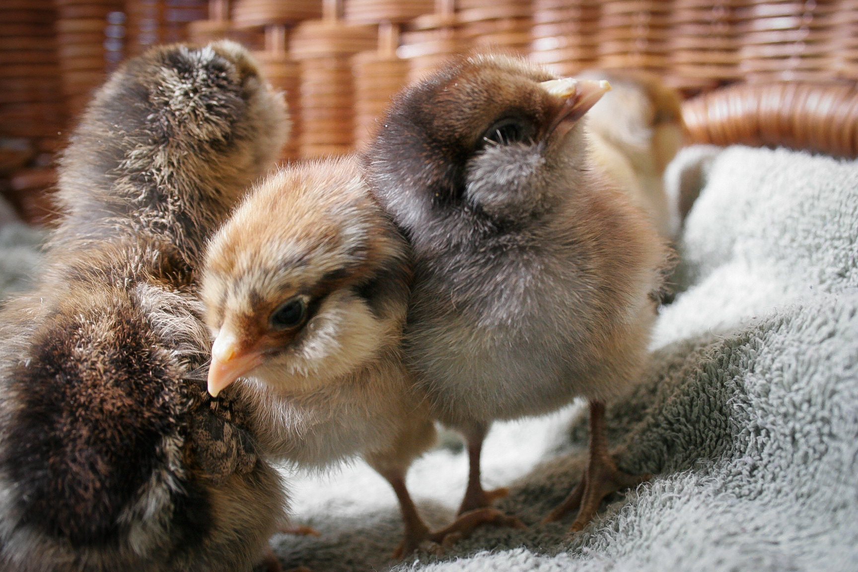 Fluffy Molly, Penny, Octavia (5 days old)