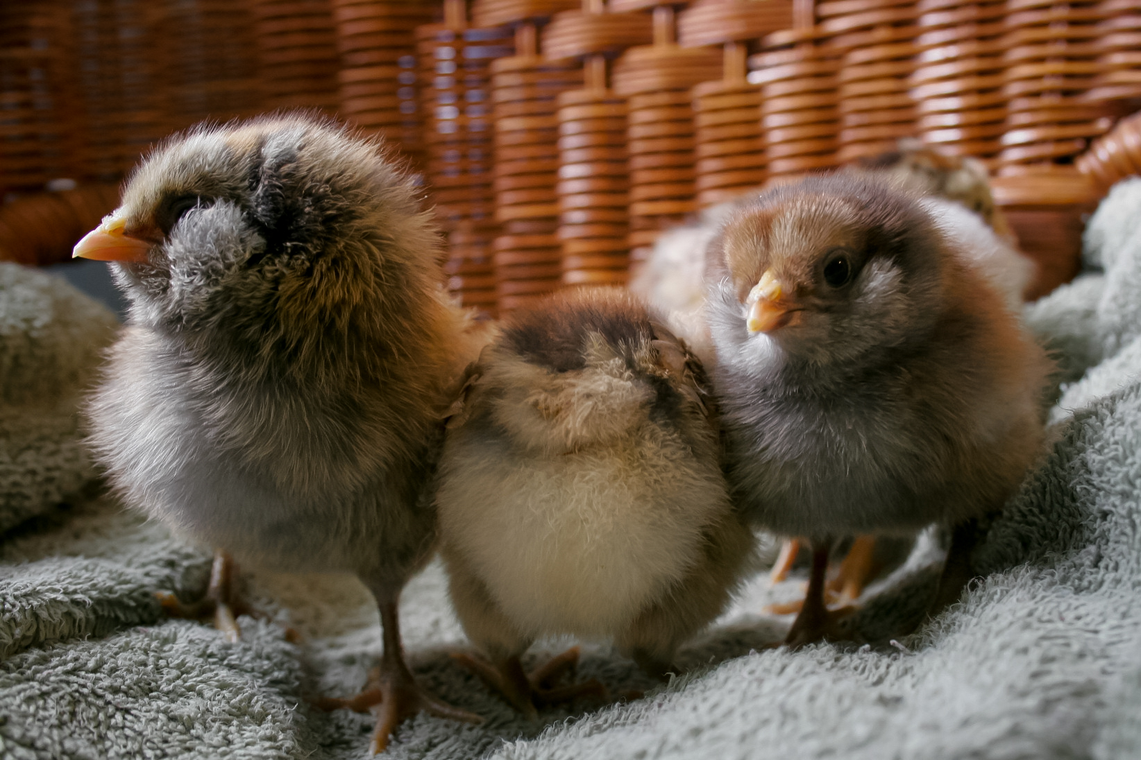 Fluffy Molly, Penny, Octavia (5 days old)