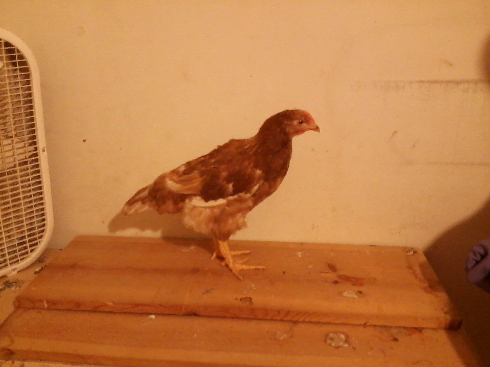 Fluffy, one of our Red Sex Link pullets approximately 9 weeks old.