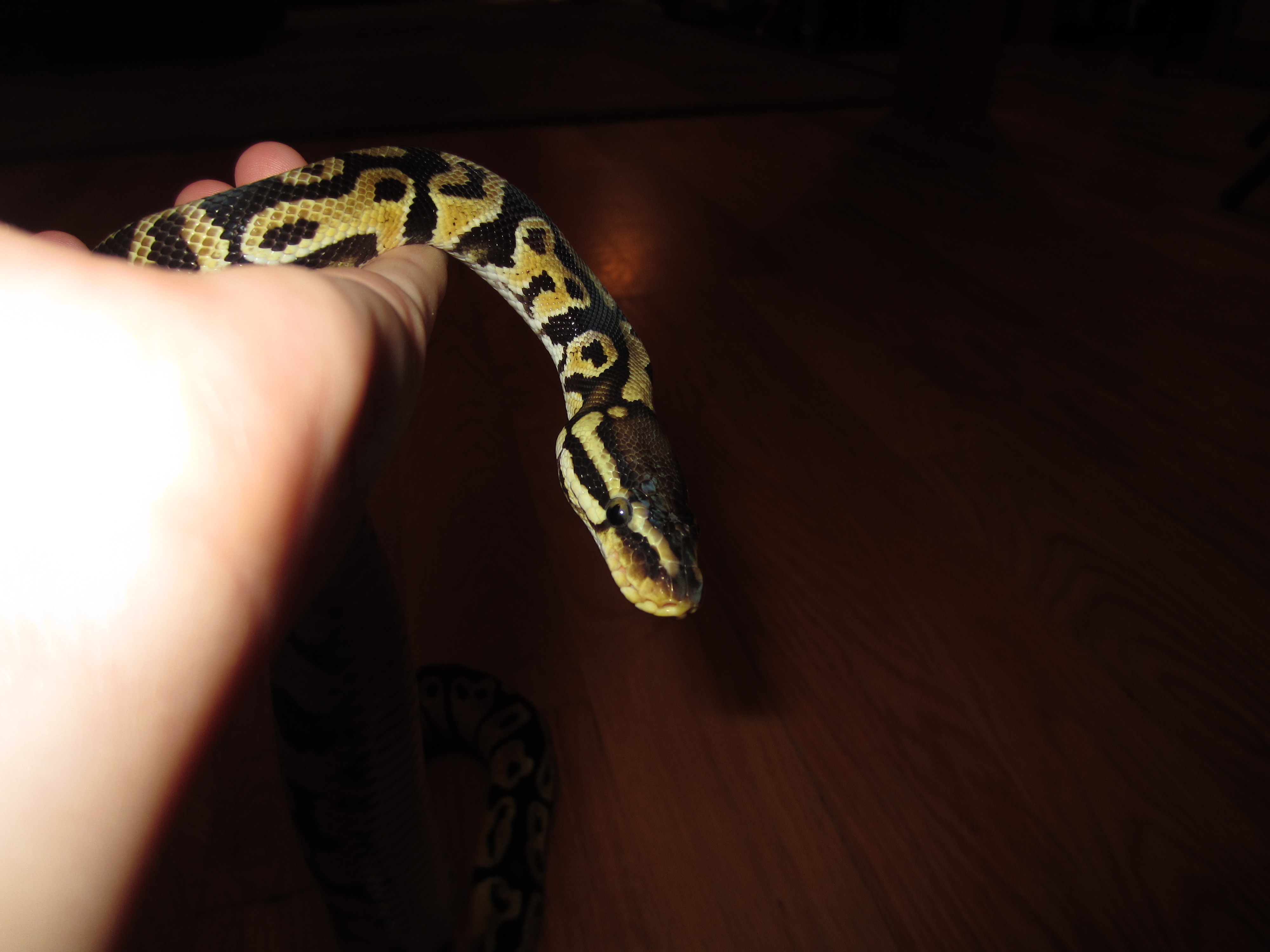 Fluffy - Pastel ball Python
