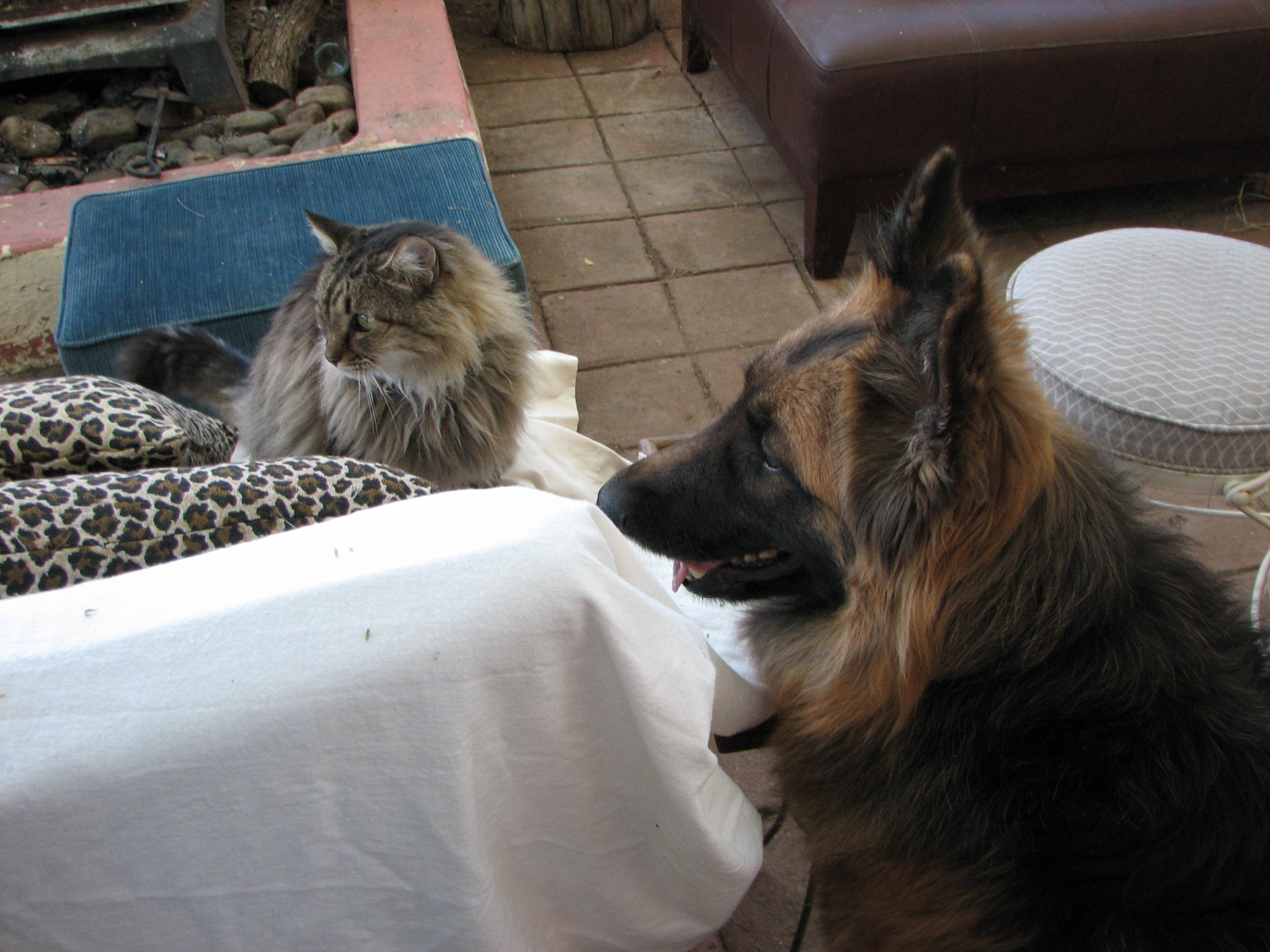 fluffy & Rue just chill'n. waiting for us to start up the fire pit