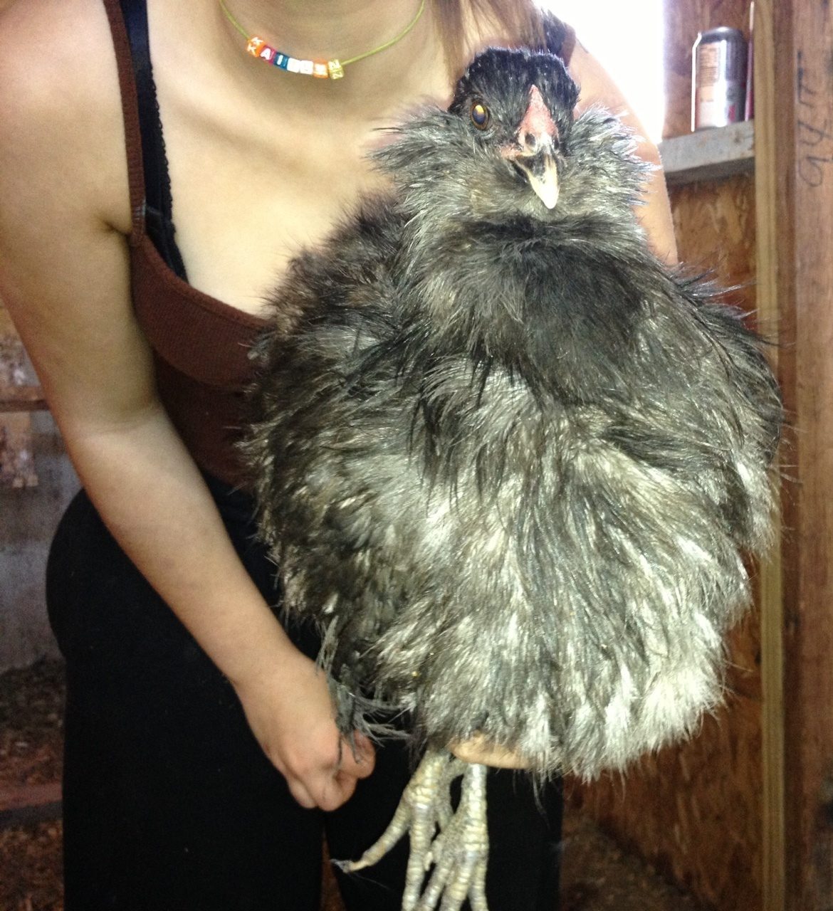 Fluffy/ silkied hen