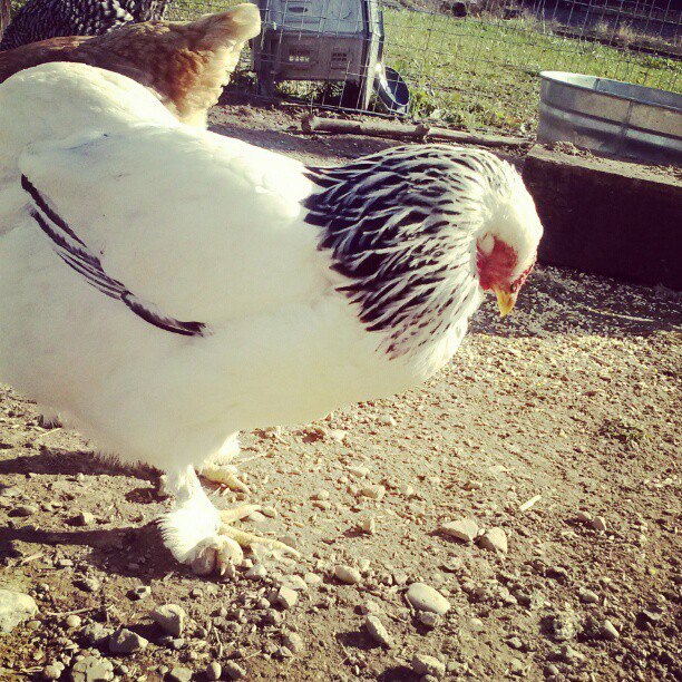 *Fluffy sleeping in the sun shine! warm out that day (R.I.P)