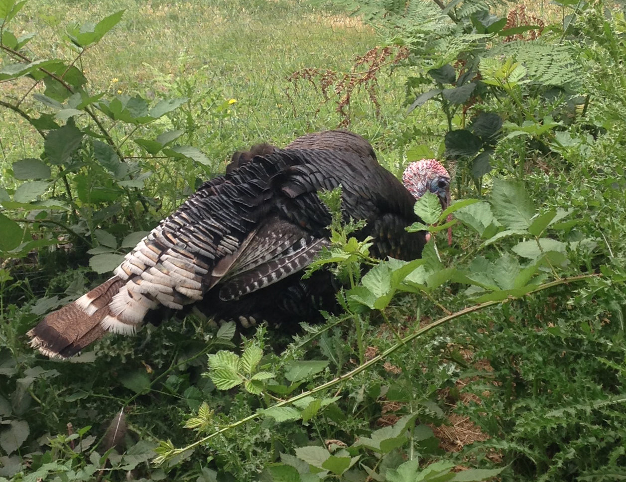 Fluffy the Great (named by my 3 year old)