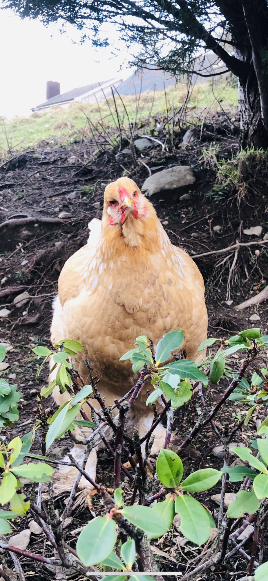 Fluffy the lemon Pyle Brahma