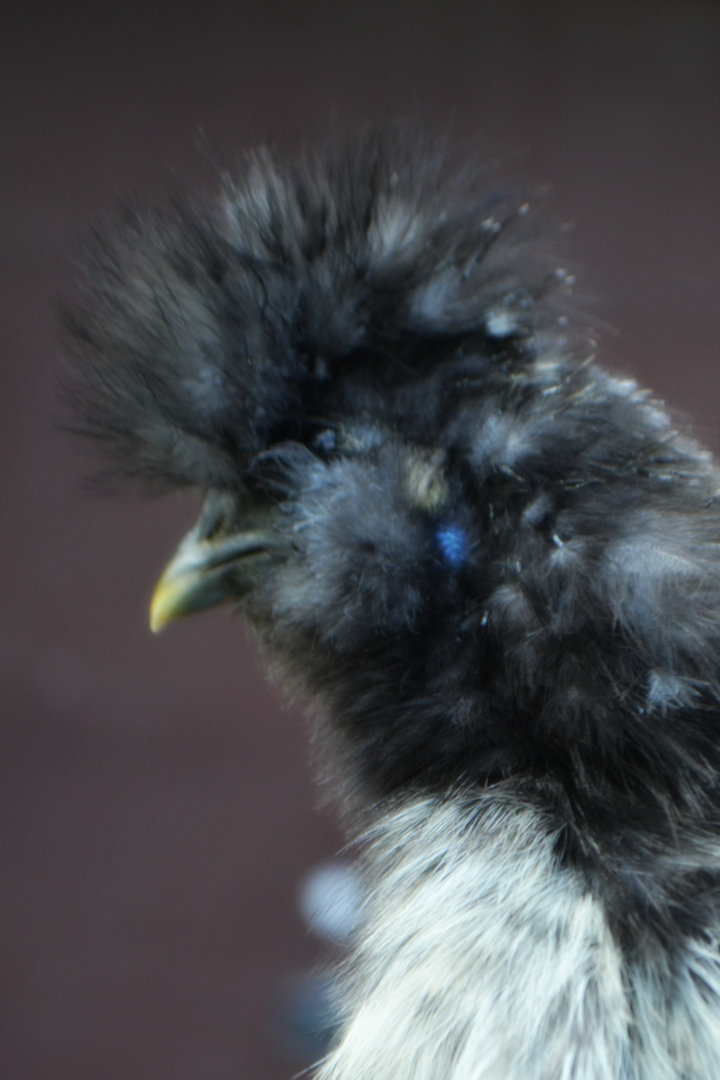Fluffy.