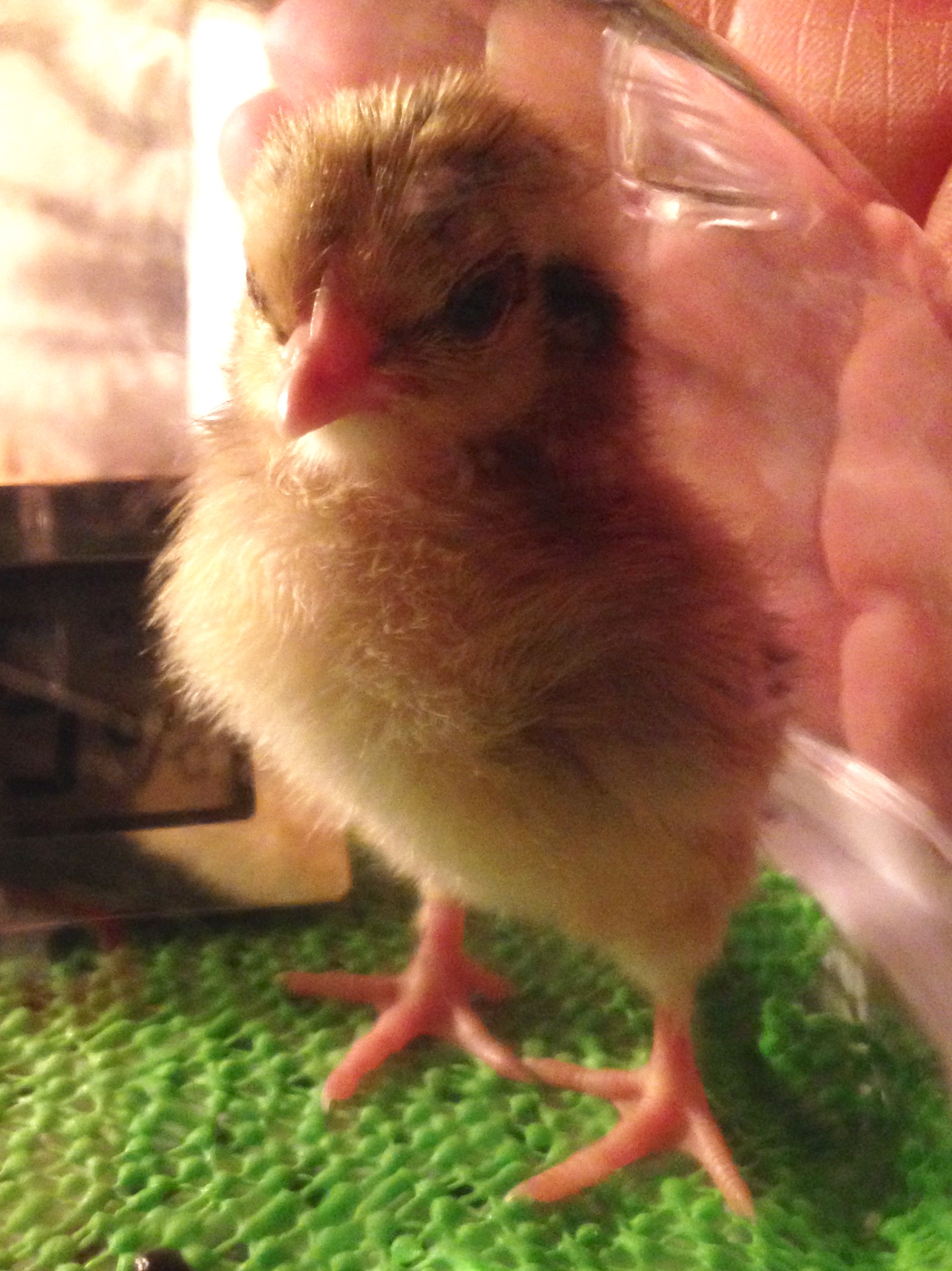 Fluffy!