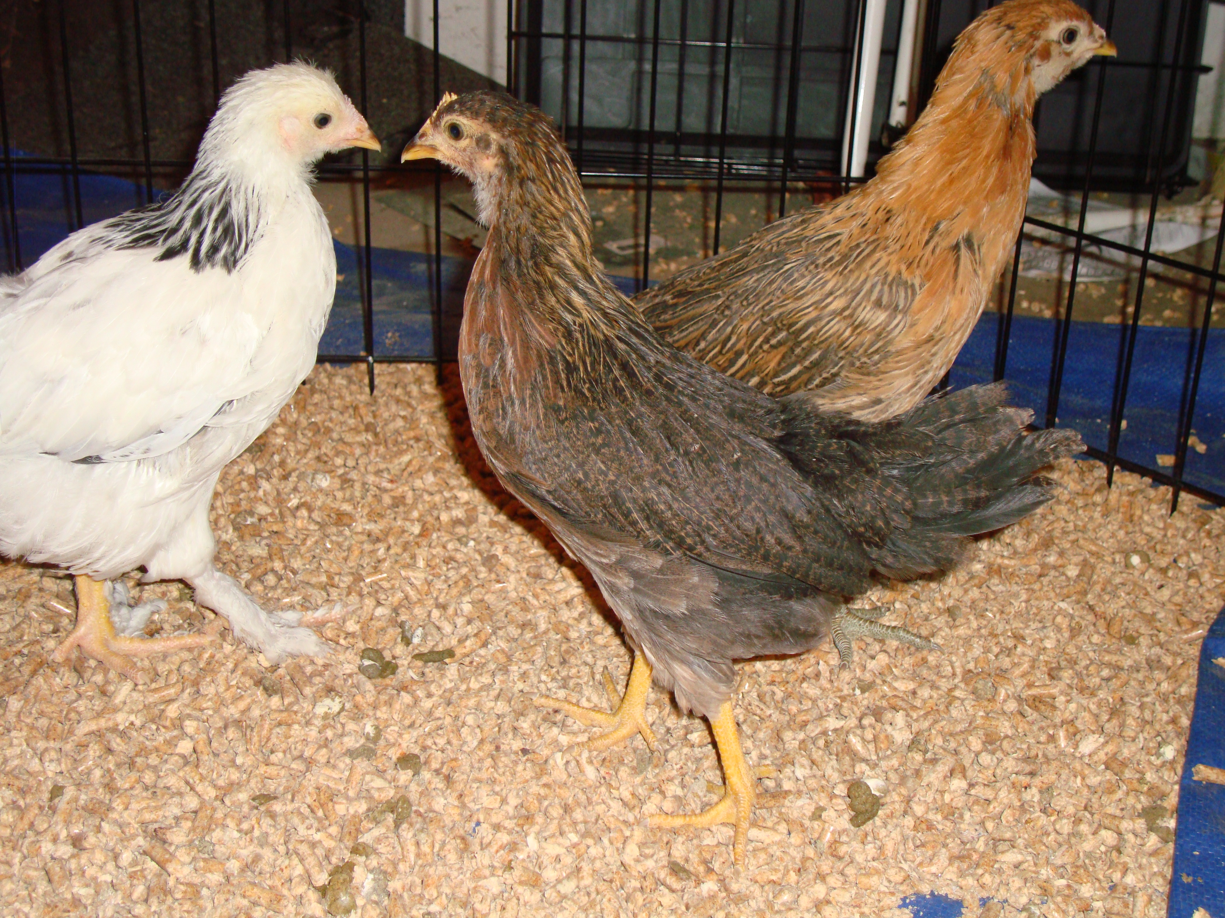 Flutter is our Brown Leghorn