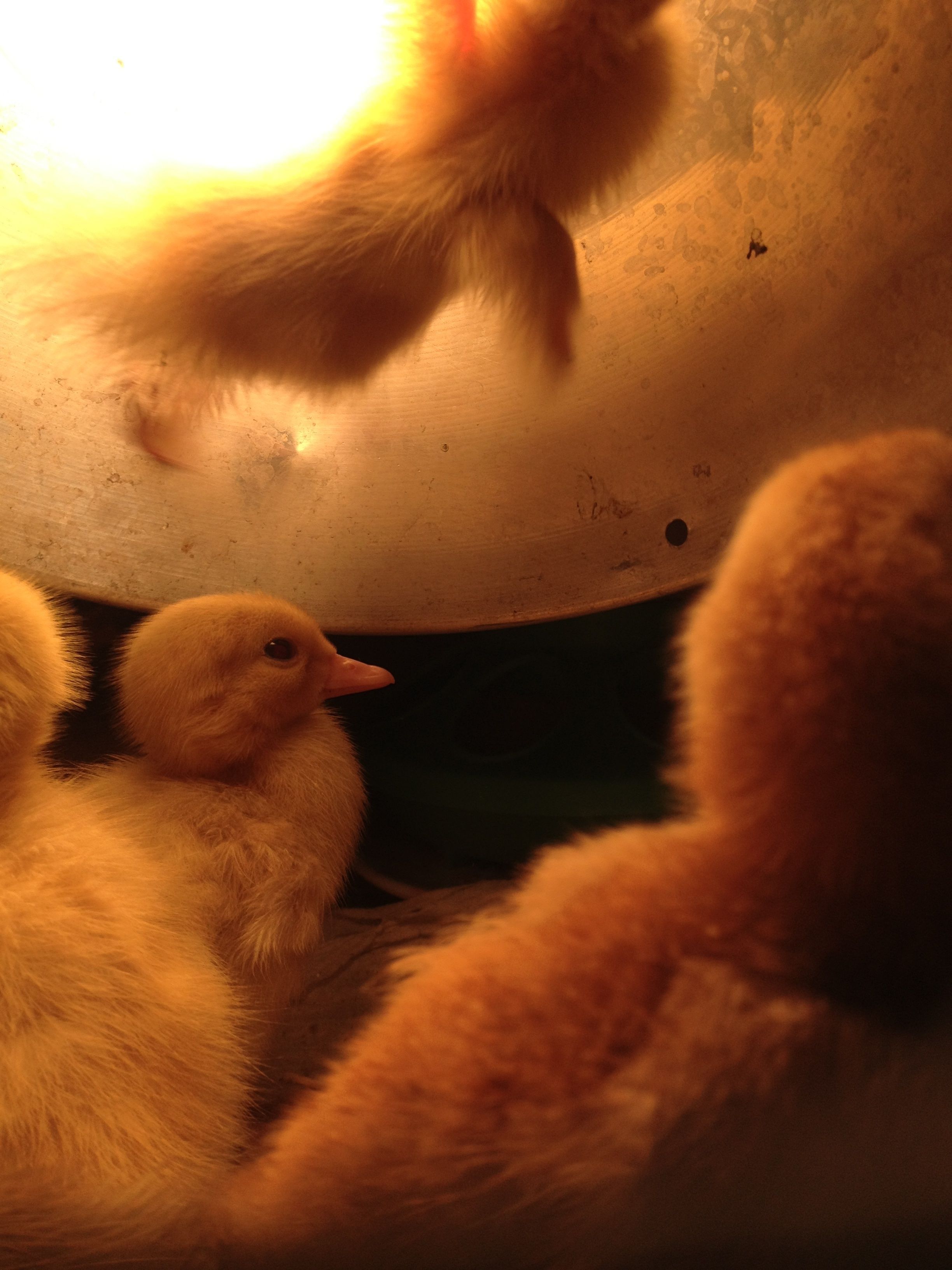 Flying Mandarin duckling