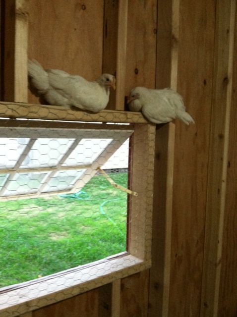 Fog and Horn on the window.