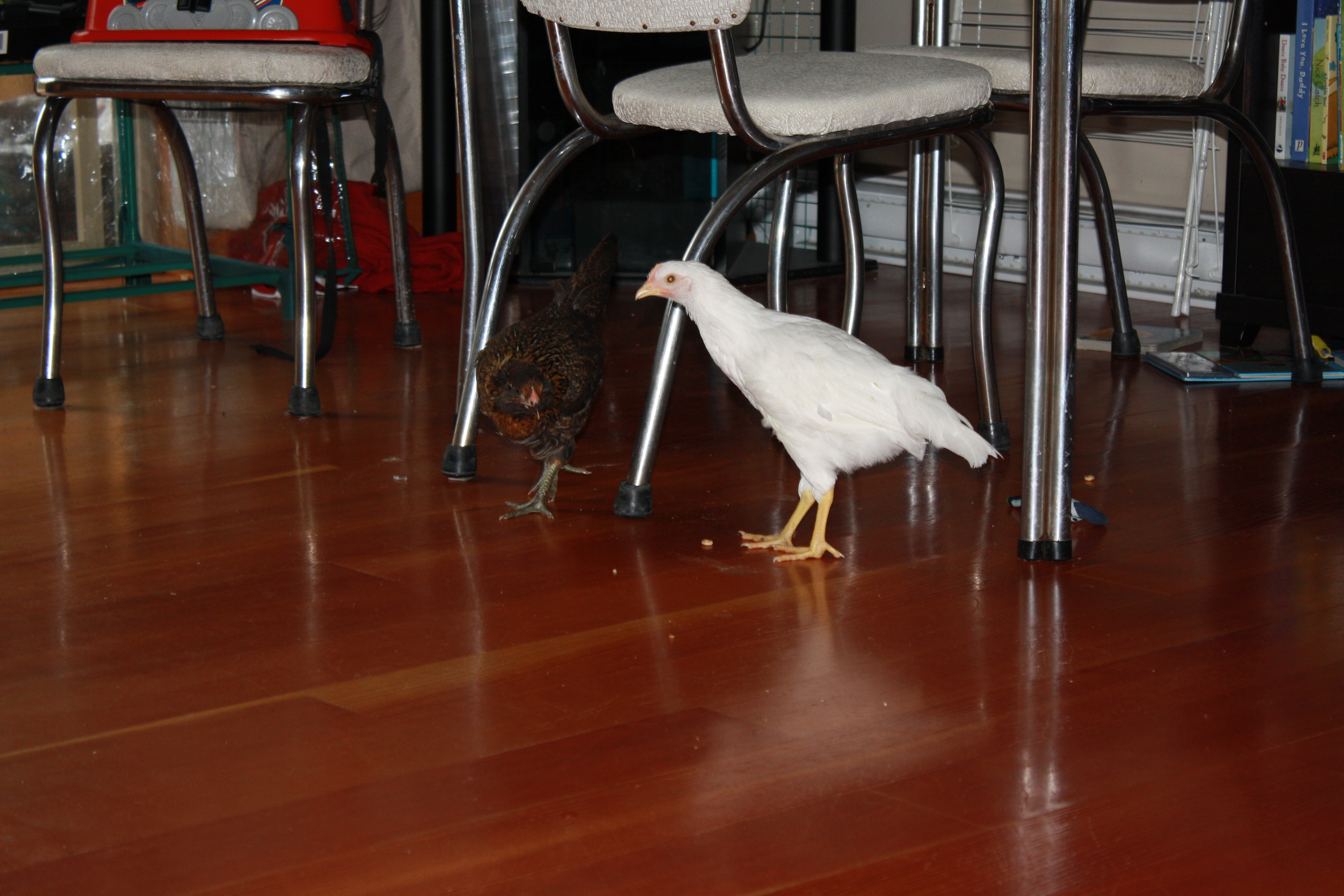 Foggy and Henny-Penny looking for cheerios
