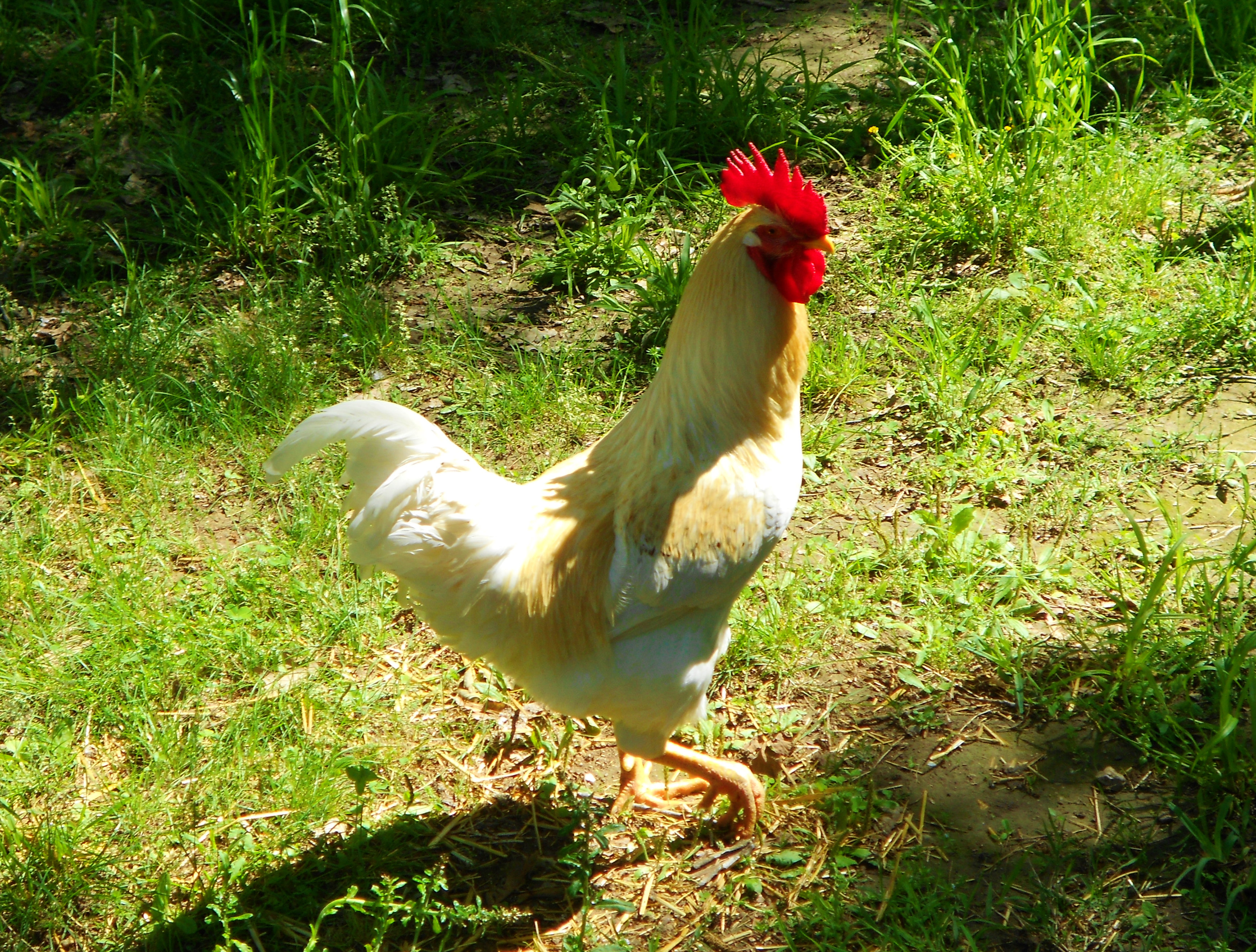 Foghorn Leghorn- he is our main Rooster! Such a Handsome fella :)