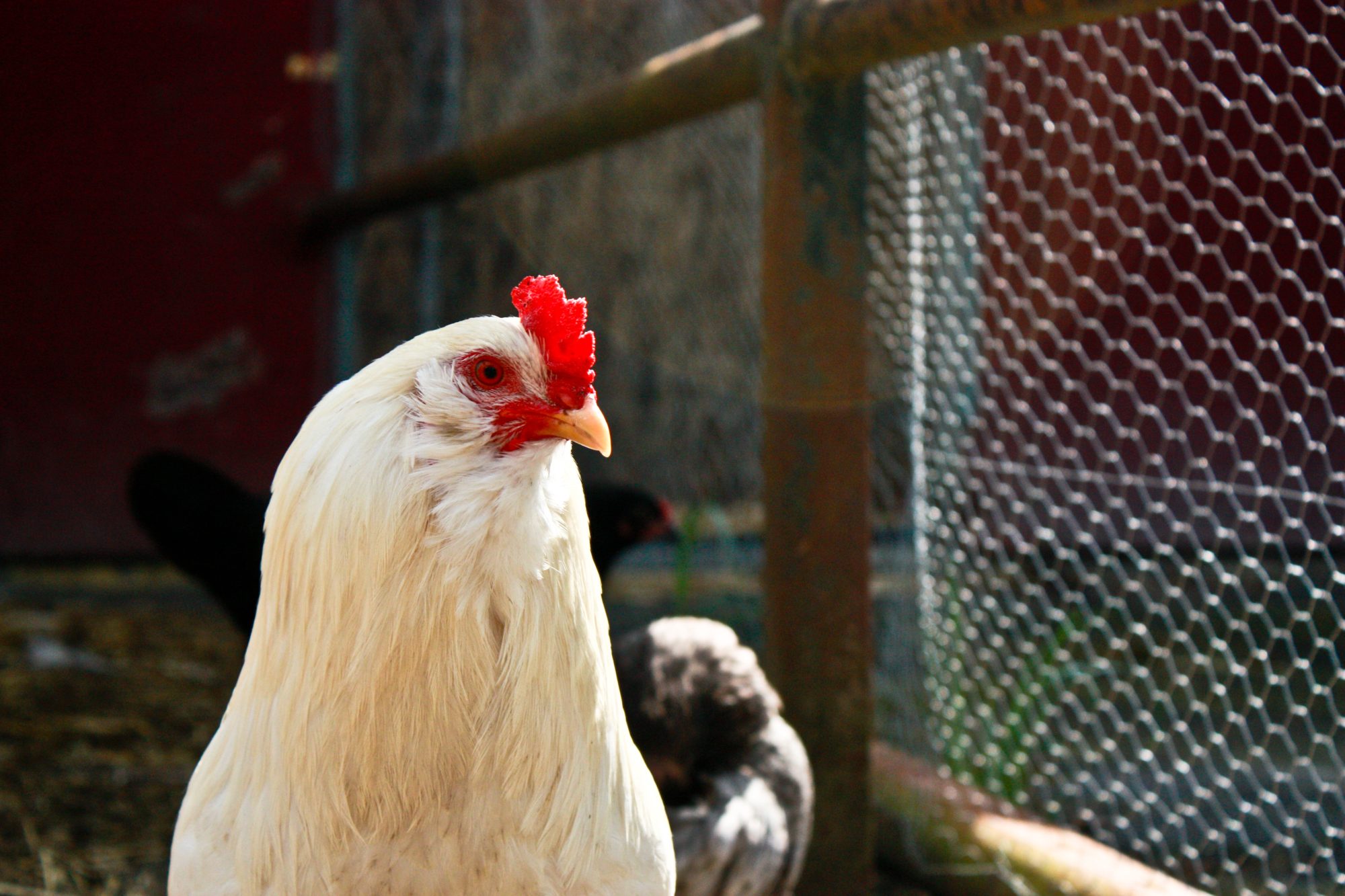 Foghorn - the leghorn rooster i cared for. AWESOME rooster, i could pick him up and move the hens around