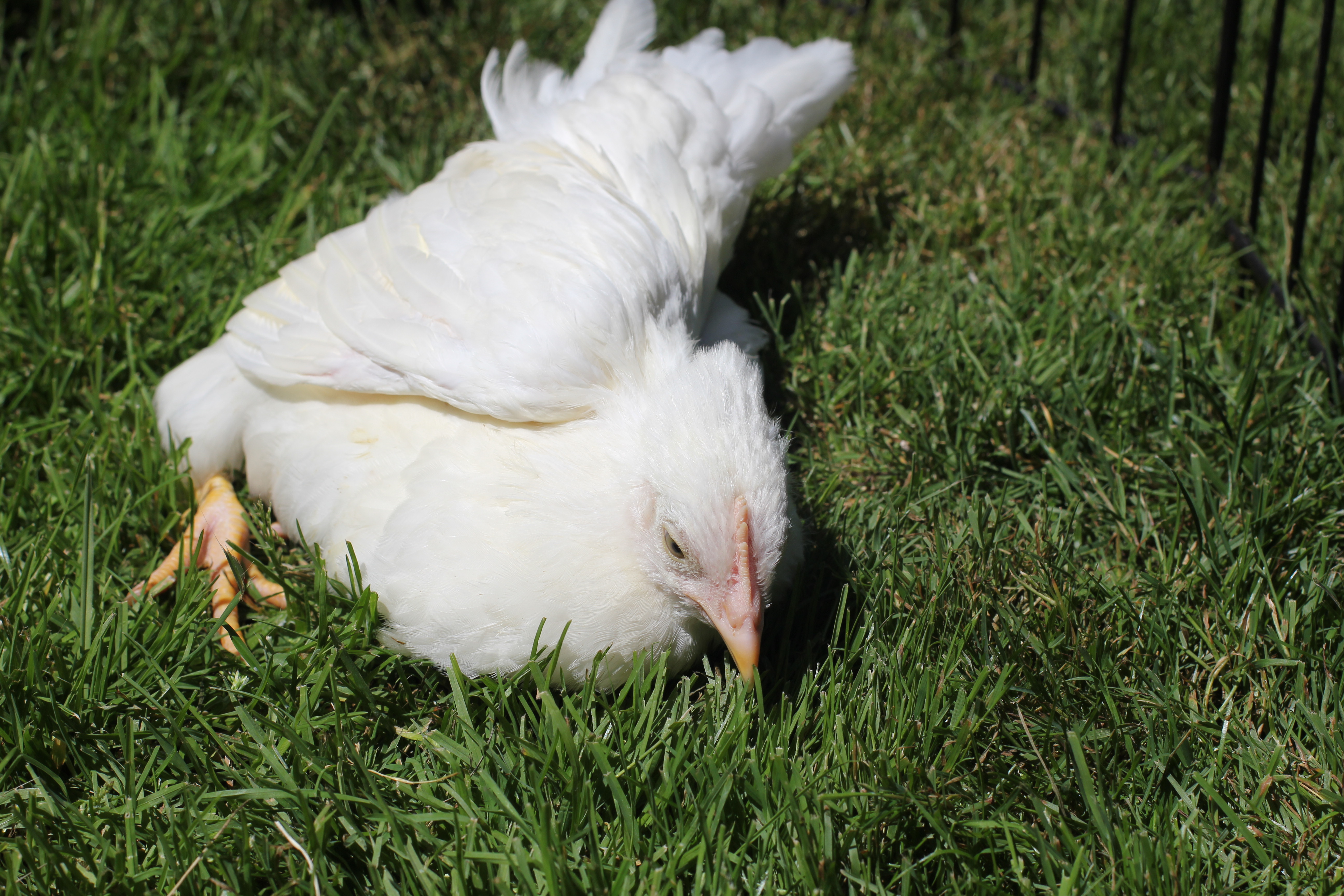 Foghorn the leghorn snuggling in the grass.