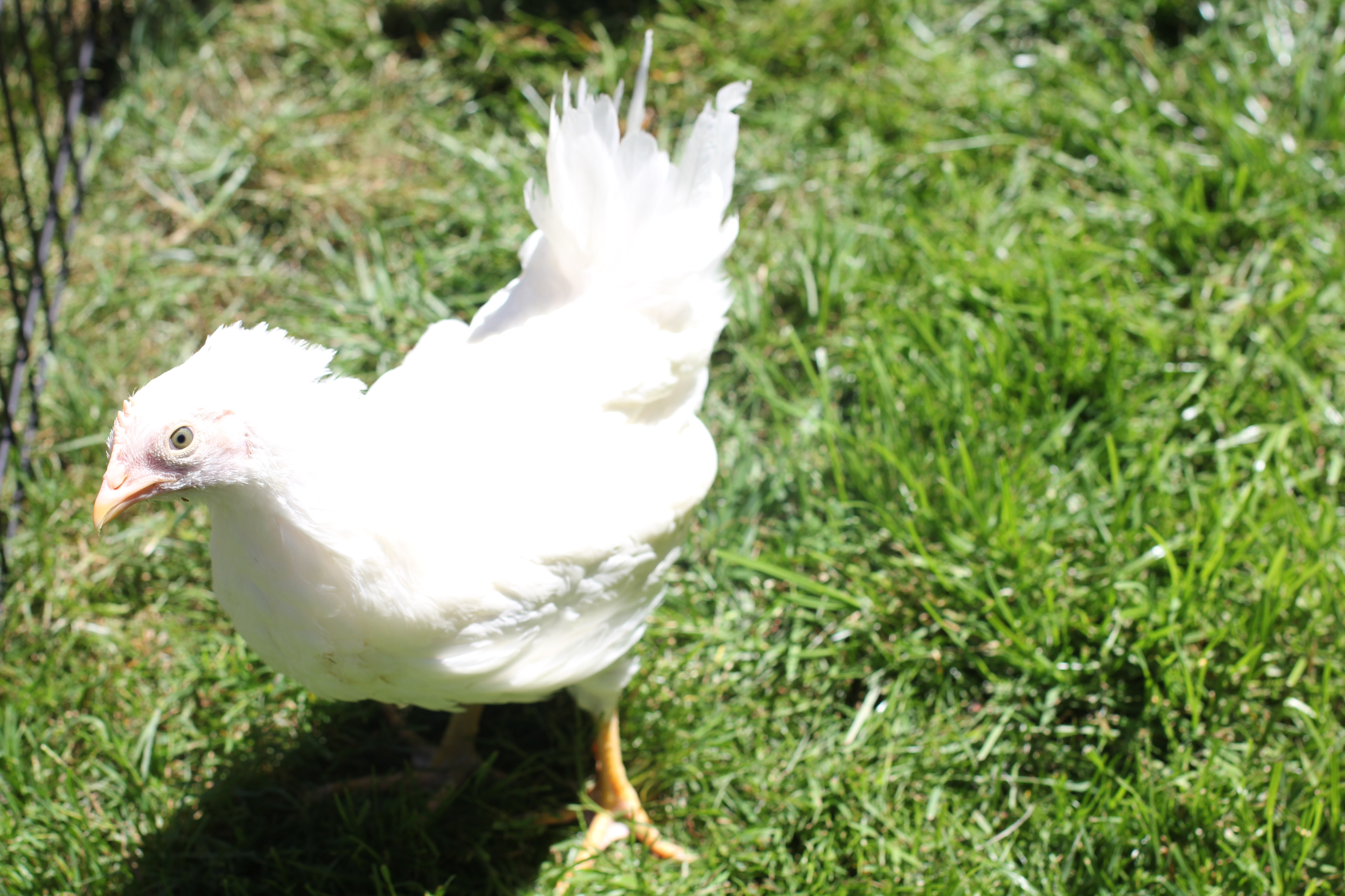 Foghorn the Leghorn.