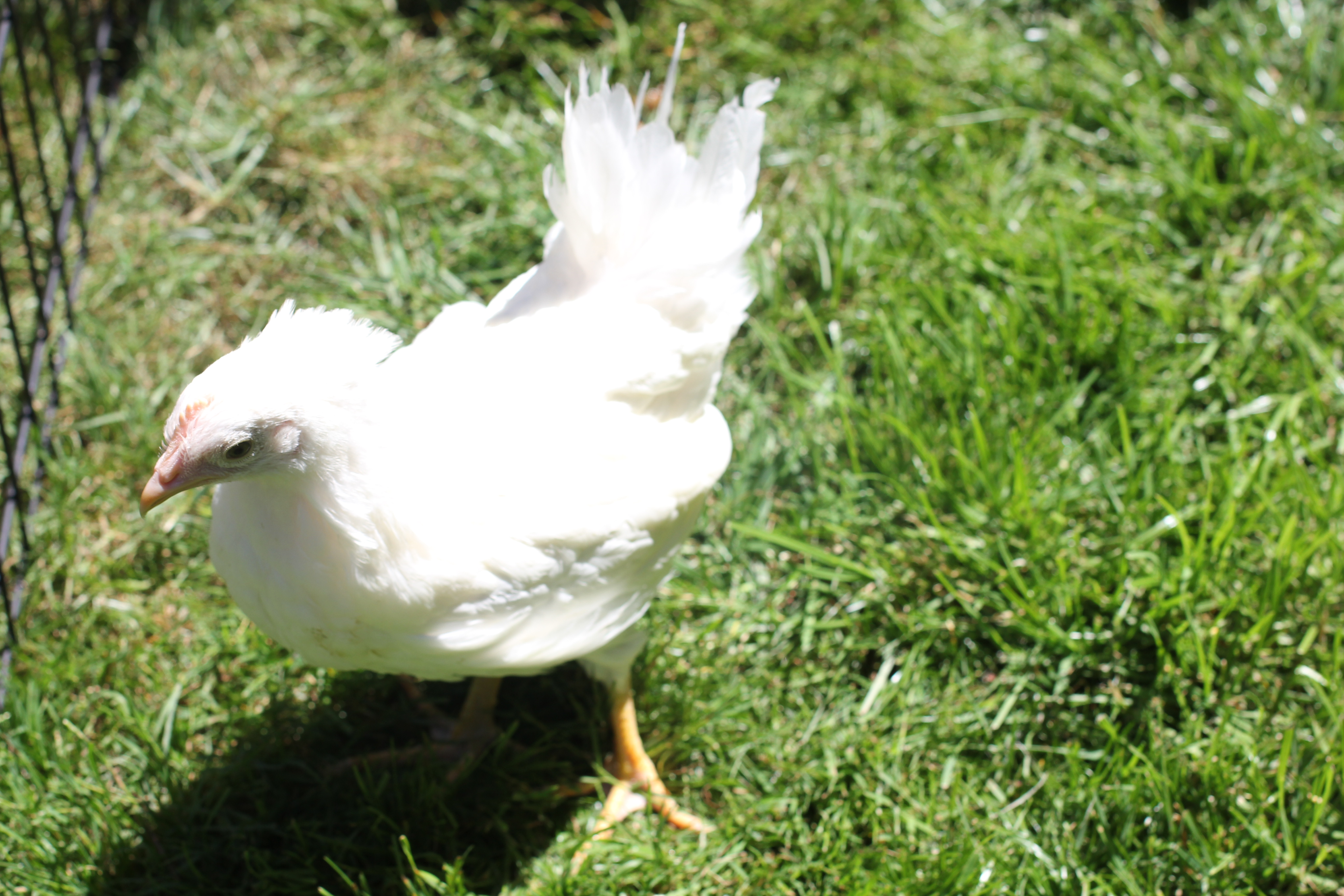 Foghorn the Leghorn.