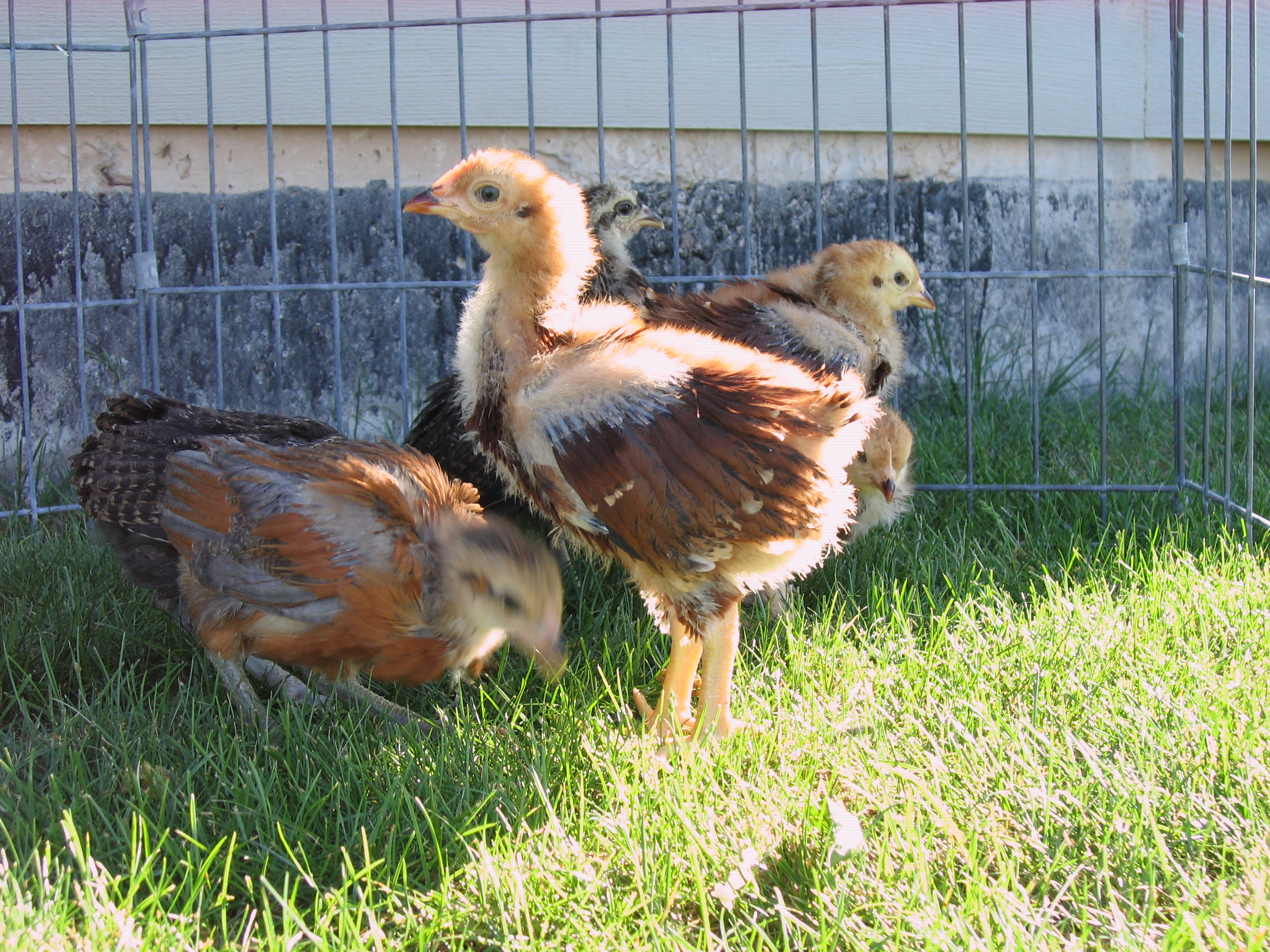 Fogle RIR chick 4.5 wks and Colloncas chick same age