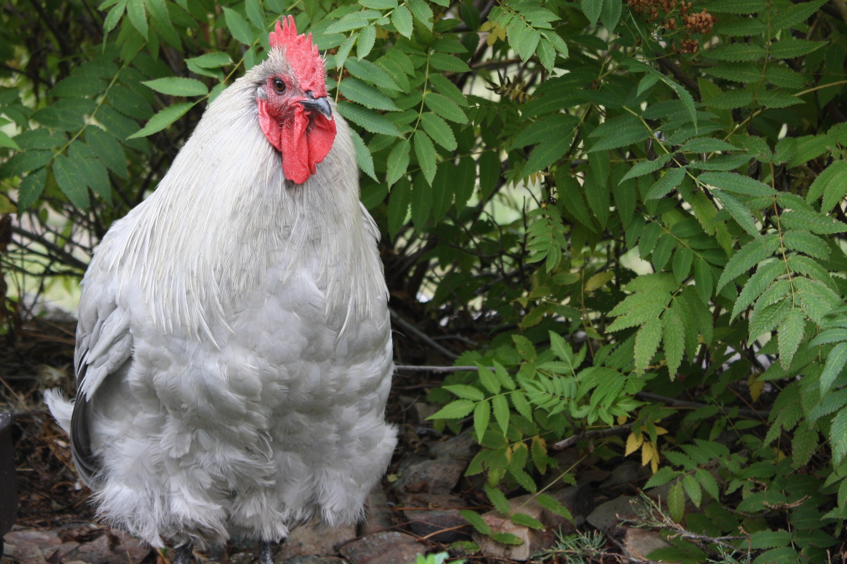 Fohger our yard rooster was dumped over our fence by someone trying to get rid of him. We couldn't have him with the flock but he made fast friends with our LGD and now thinks hes a dog. I assume hes a lavender orpington but Im not sure. Any thoughts?