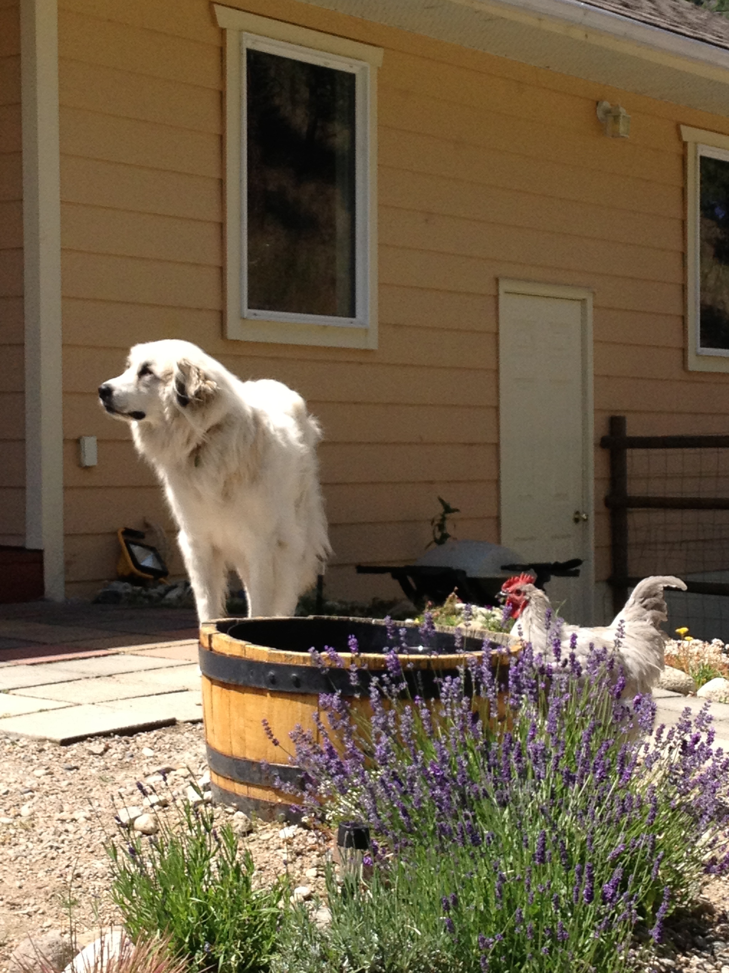 Fohger the yard rooster drinking from our Pyrenees' bucket..
