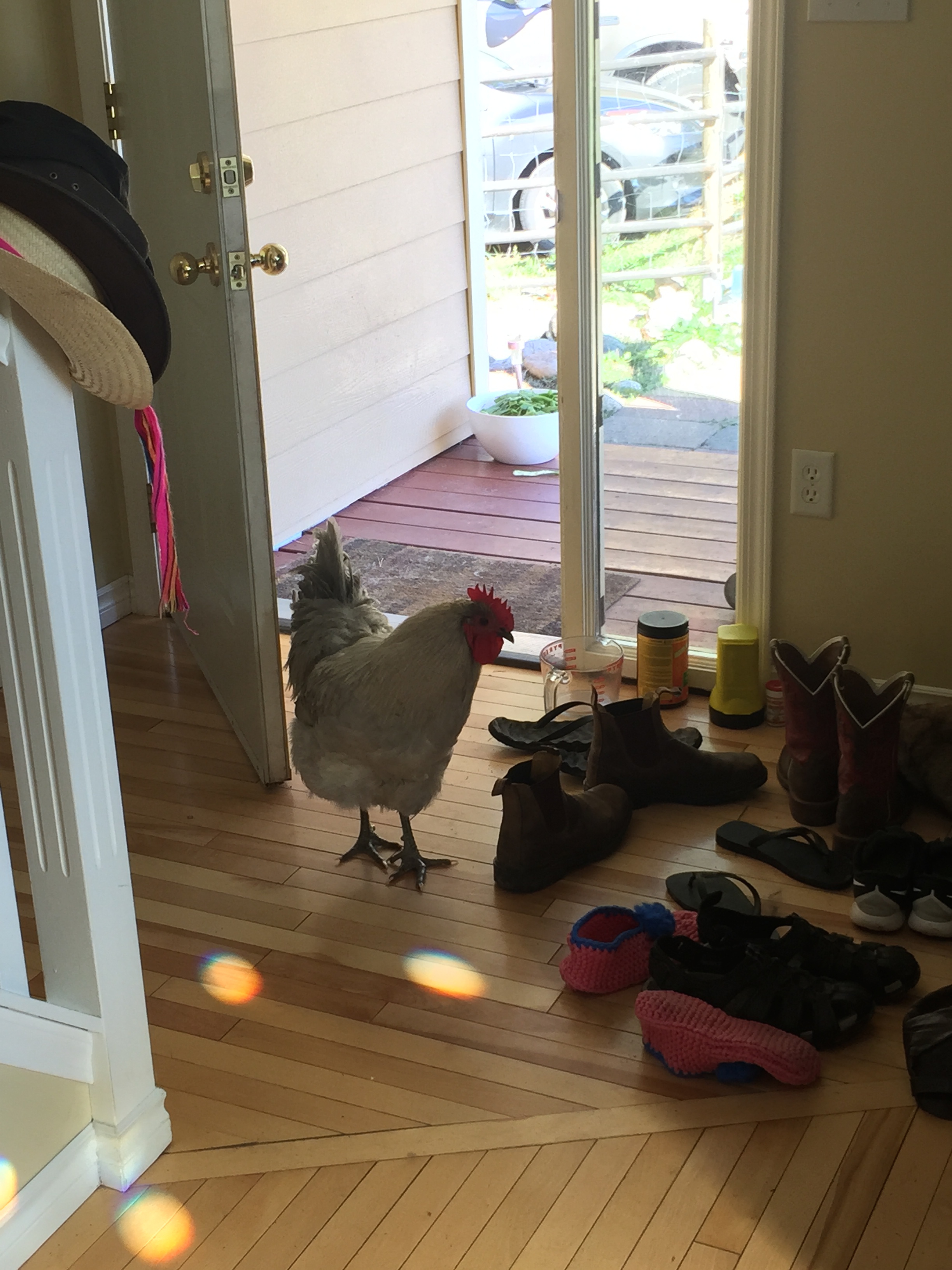 Fohger the yard rooster who thinks hes a dog and also really likes trying to sneak into the house.