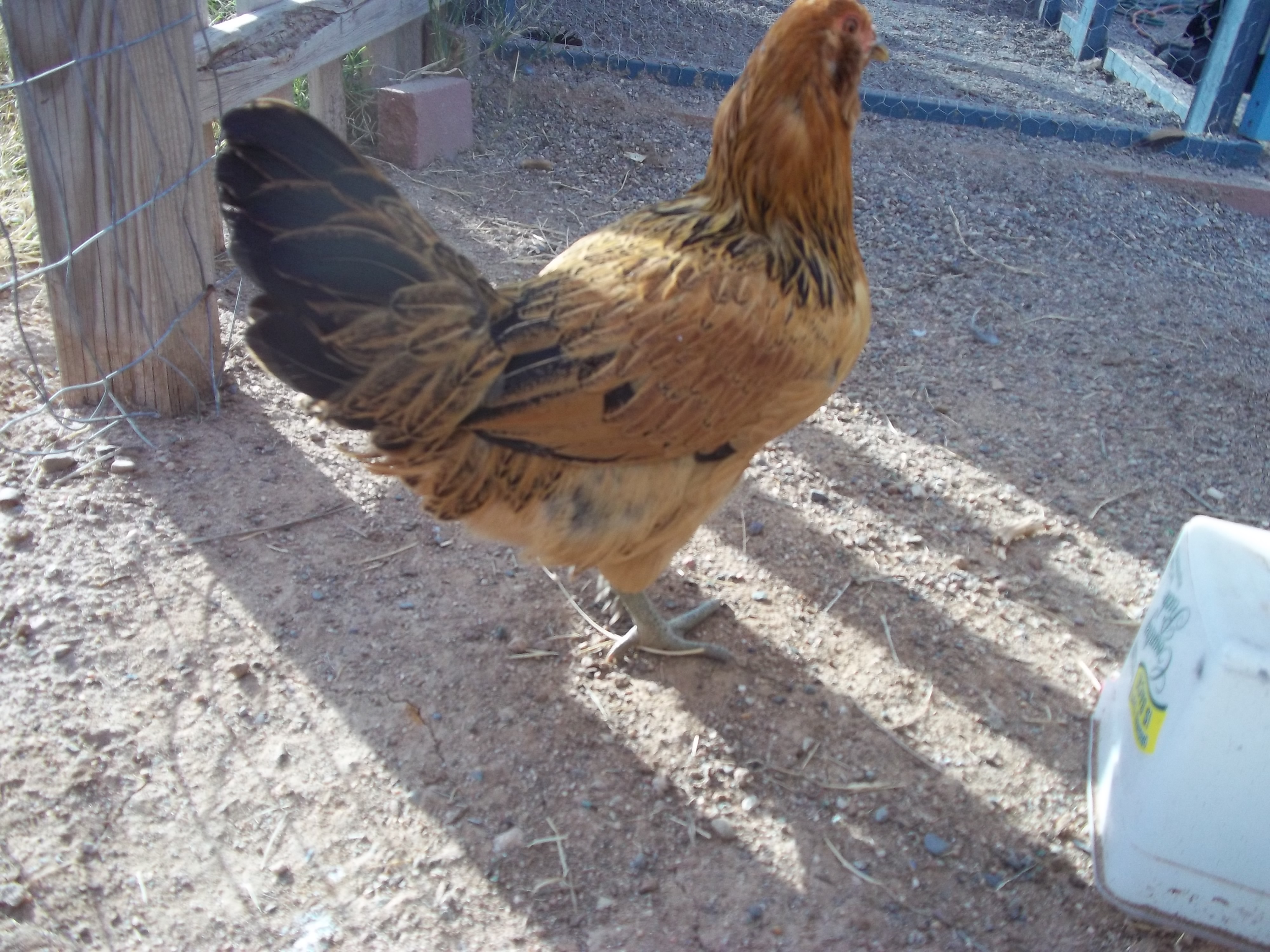 Food (Ameraucana)