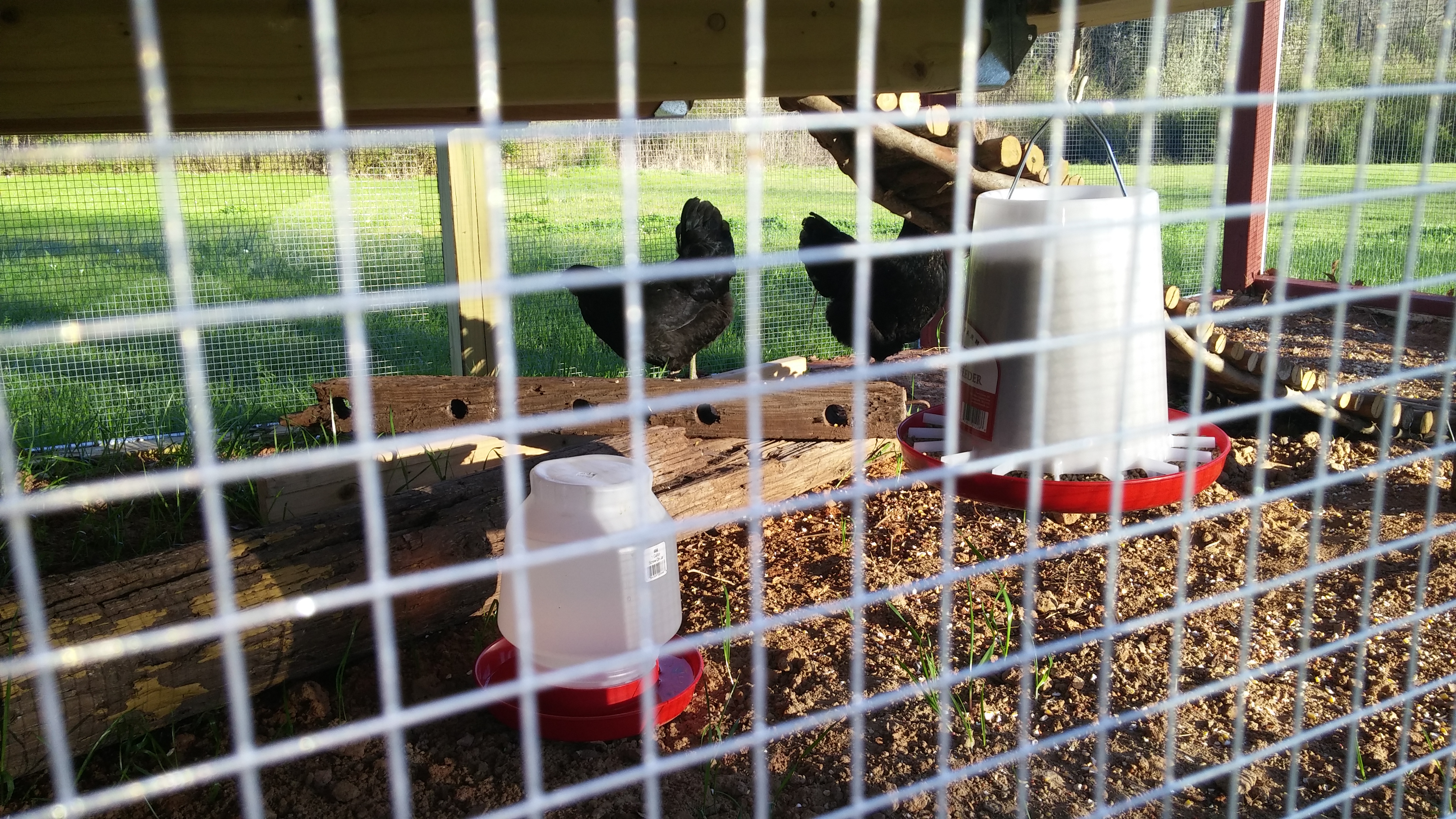 Food and water set up for now.  I am in process of making my PVC food and water system.